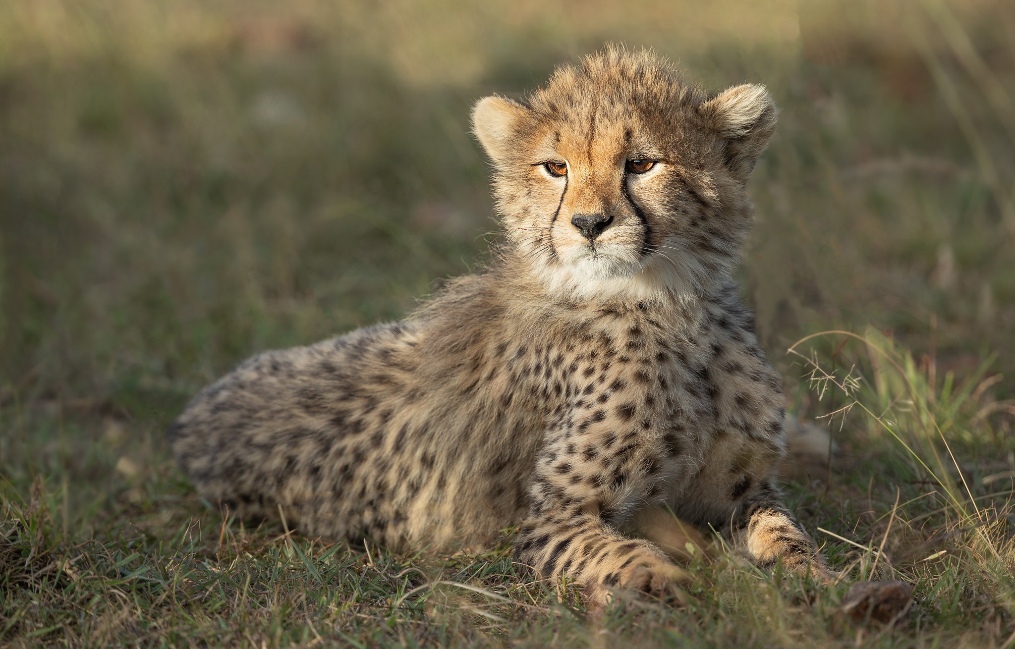 Baby Animal Big Cat Cheetah Cub Wildlife 2048x1310
