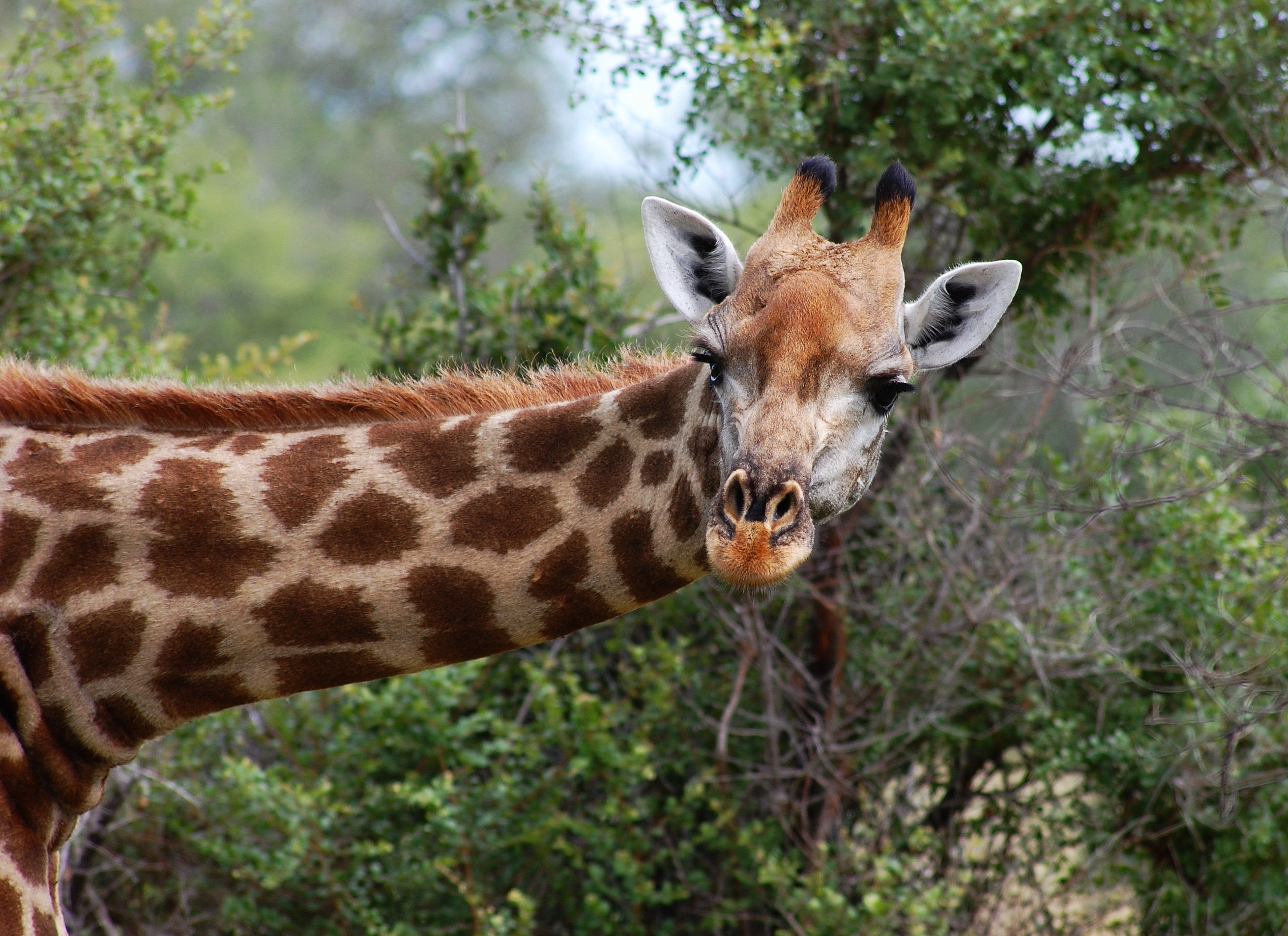 Giraffe Wildlife 2620x1905