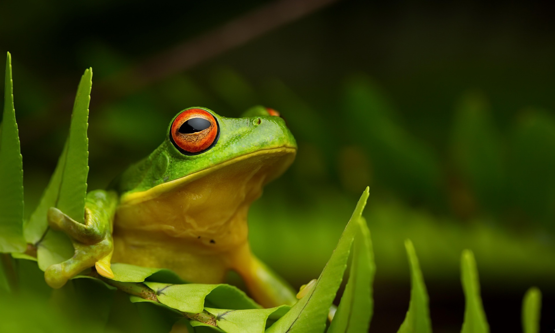 Amphibian Frog Red Eyed Tree Frog Wildlife 1920x1153