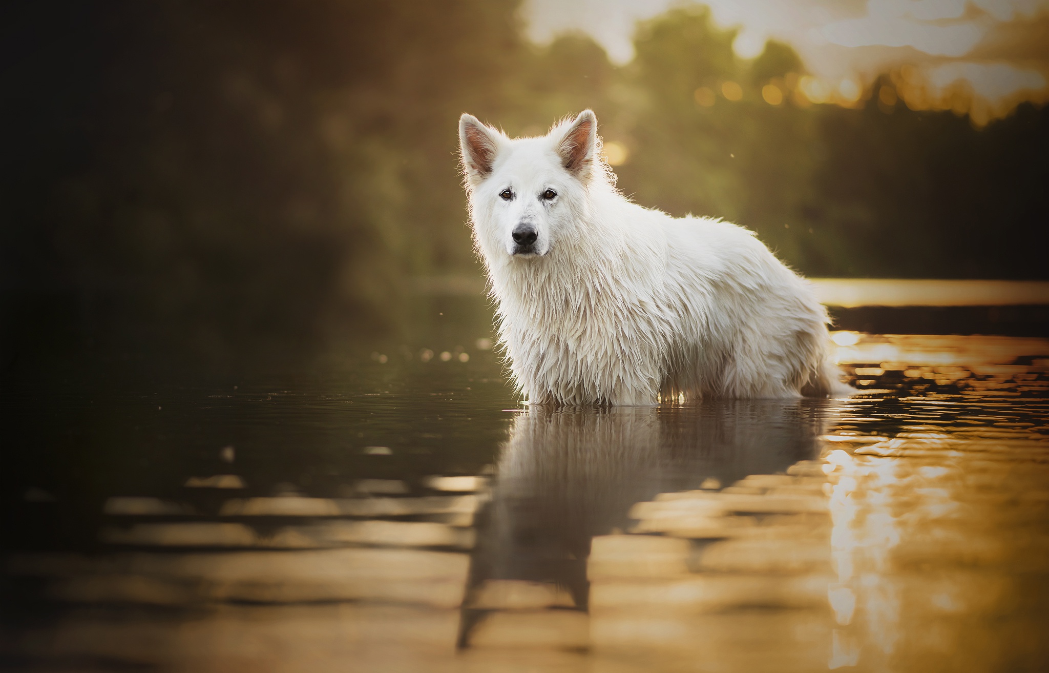Depth Of Field Dog Pet Reflection Stare Water 2048x1313