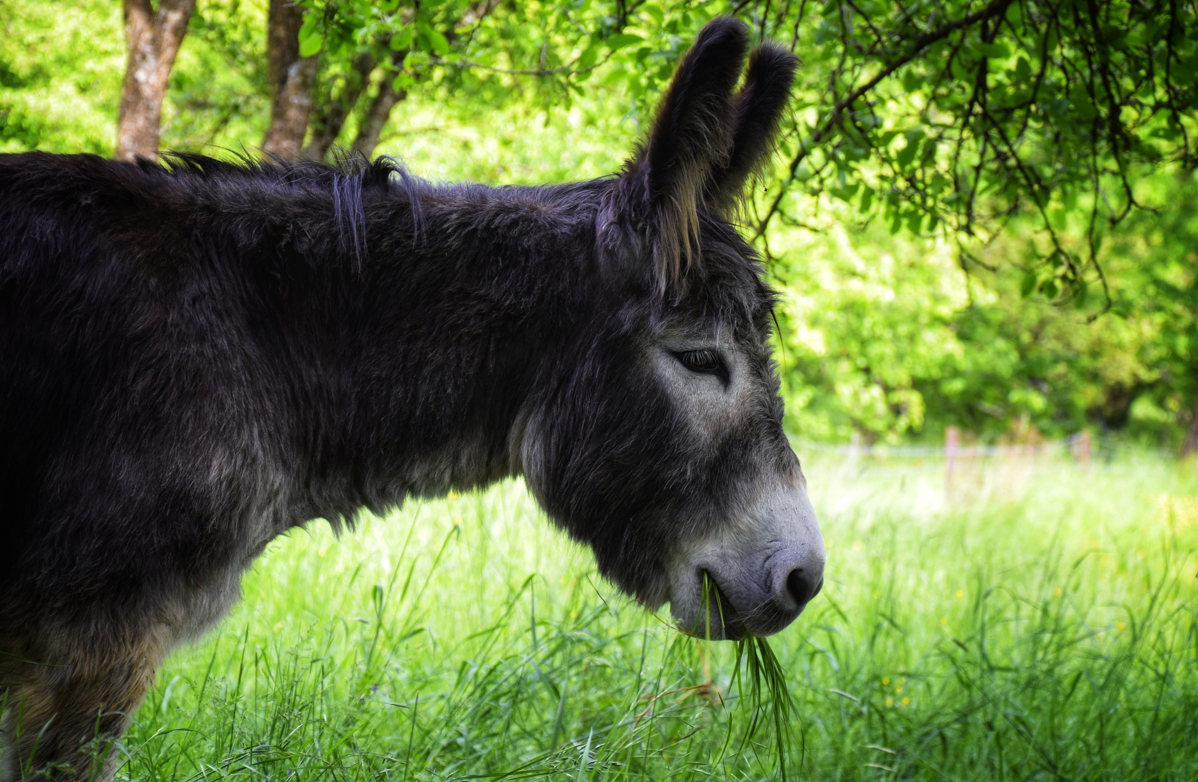 Donkey Grass Muzzle Profile 3840x2507
