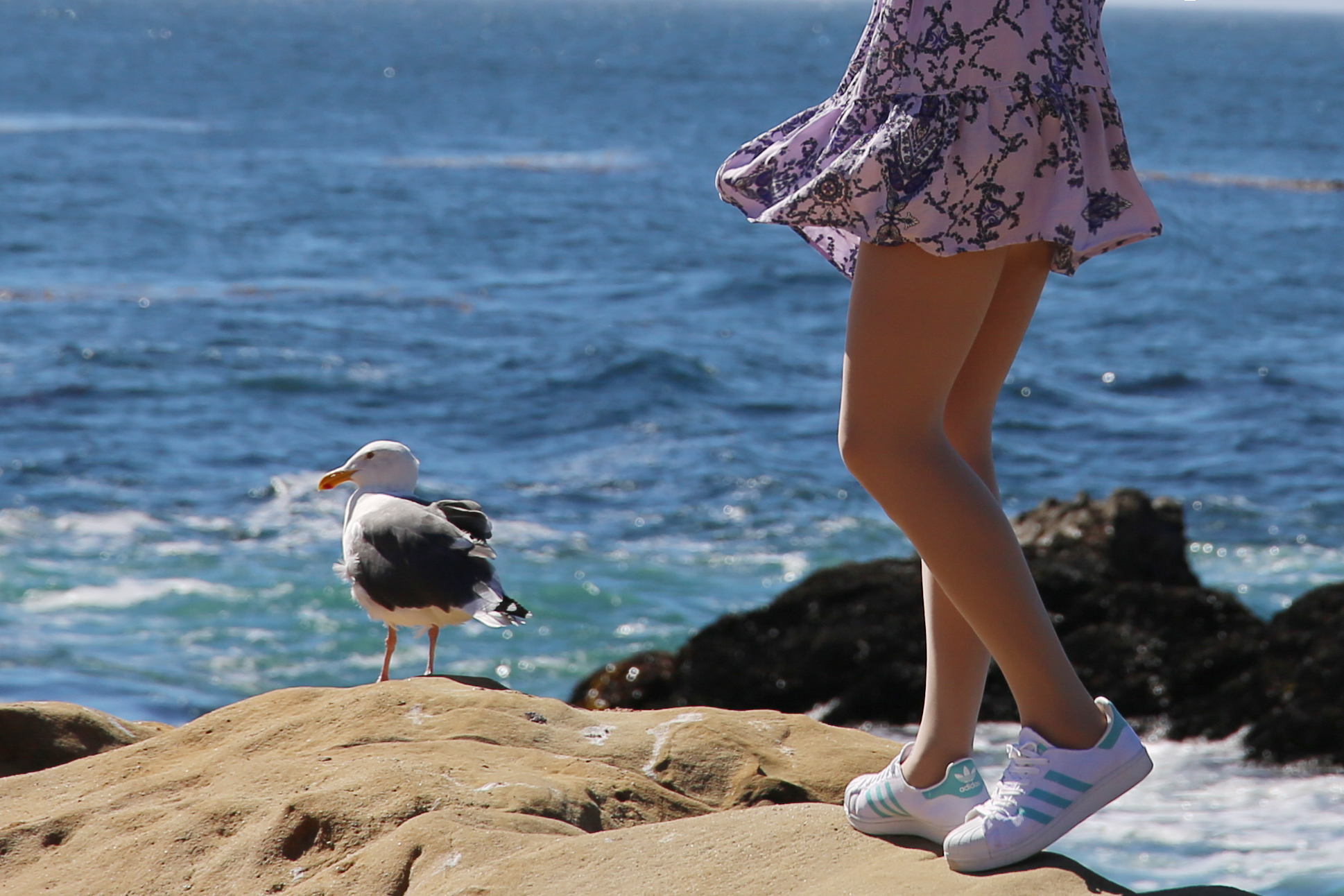 Nature Sea Gulls Women Animals Birds Women Outdoors Dress Legs Shoes 1938x1292