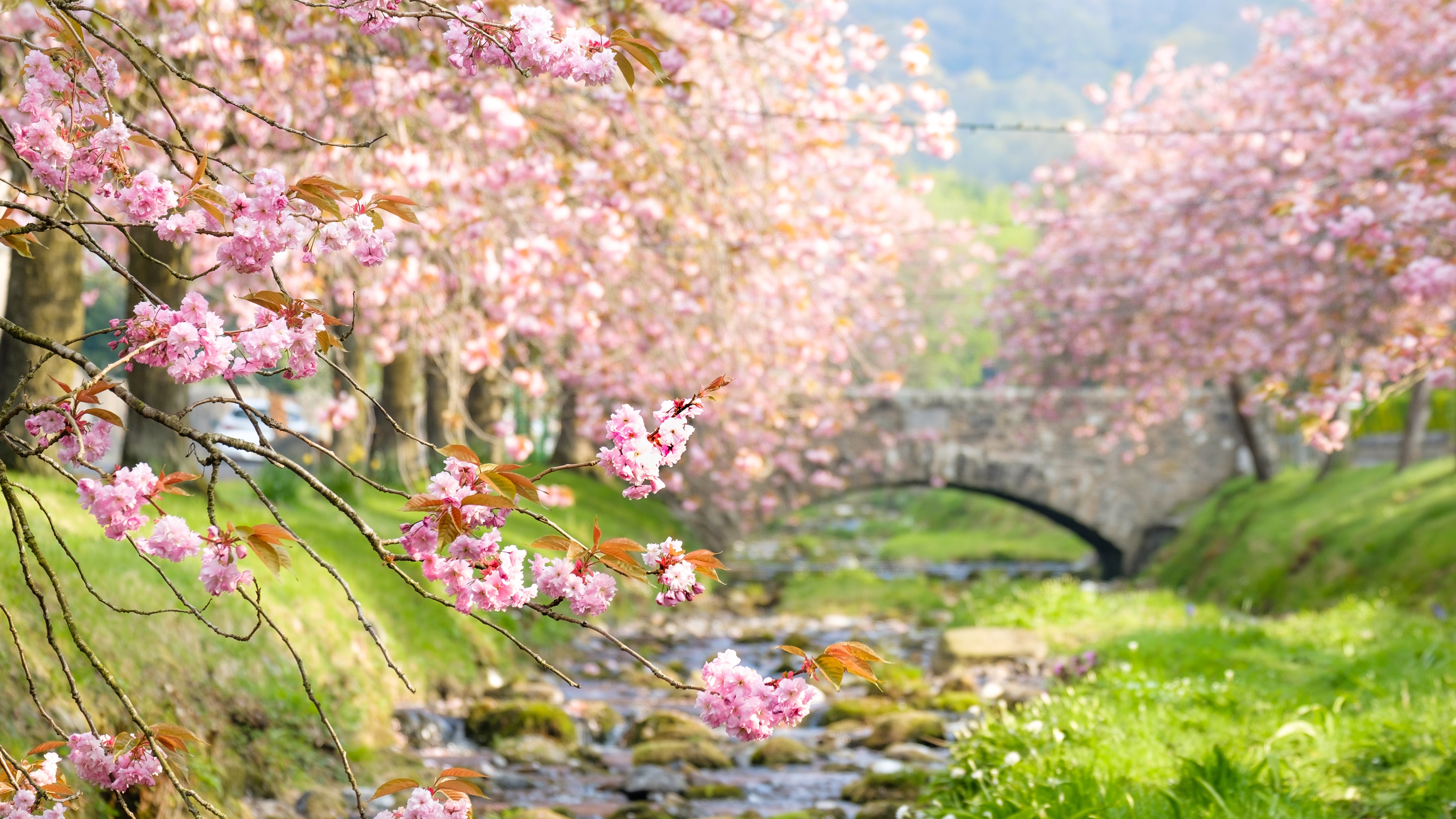 Bridge Cherry Blossom Depth Of Field Earth Pink Flower Spring 3840x2160