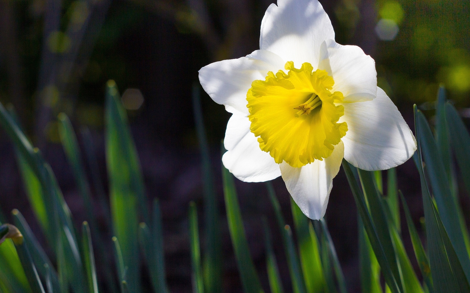Earth Daffodil 1920x1200