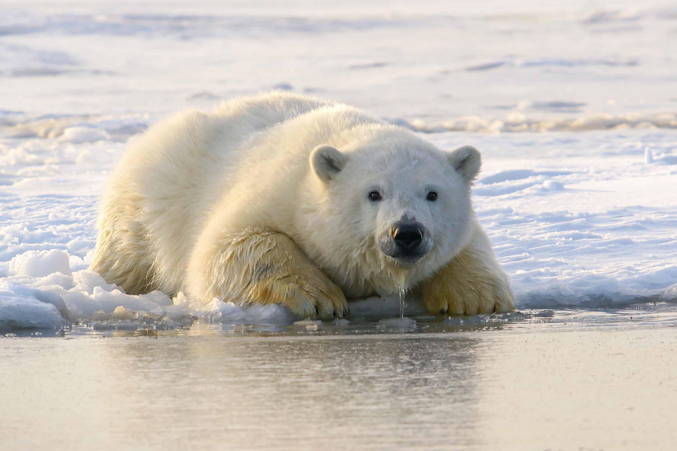Polar Bear Wildlife Predator Animal 2560x1707