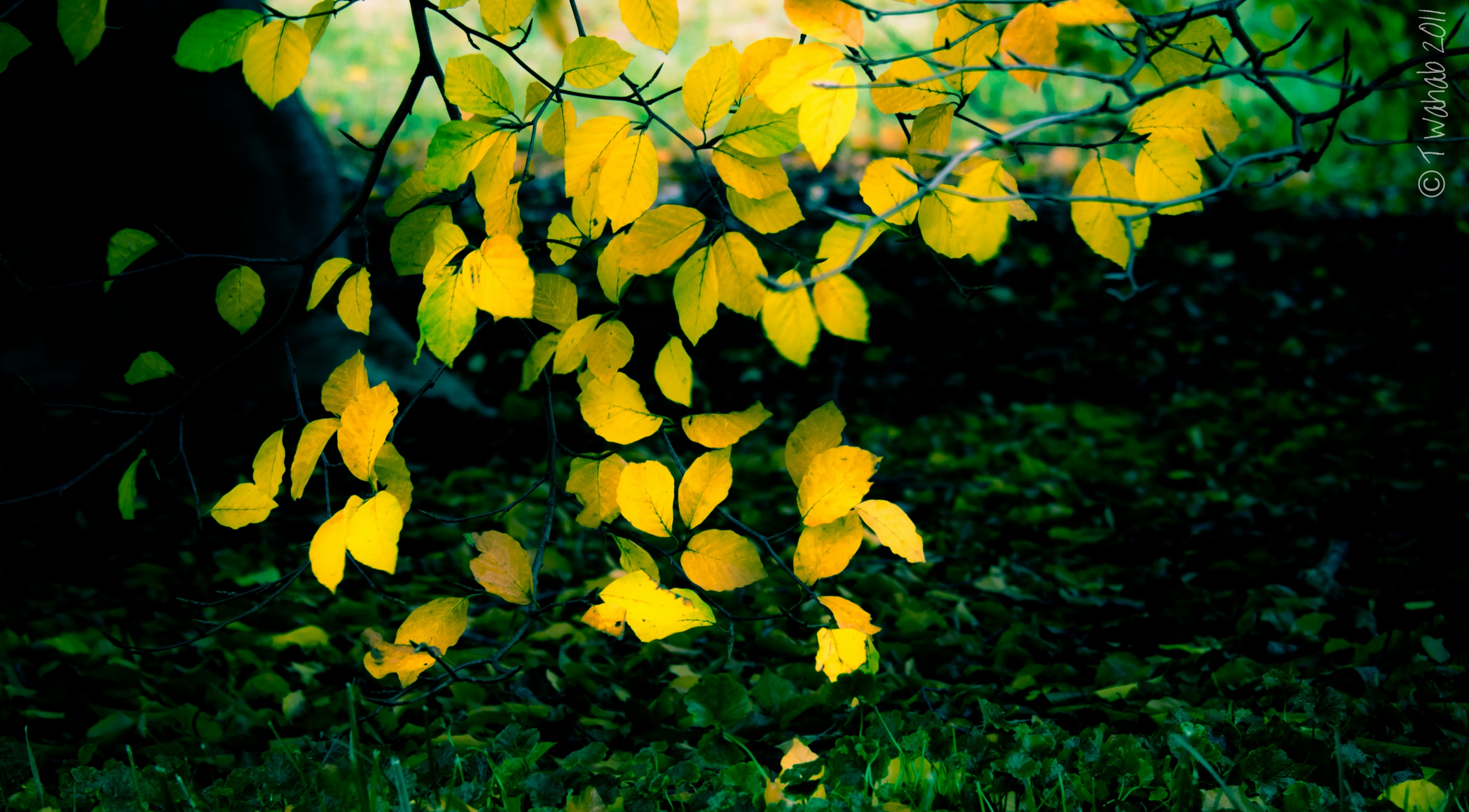 Branch Earth Fall Foliage Leaf Oak Yellow 2880x1592