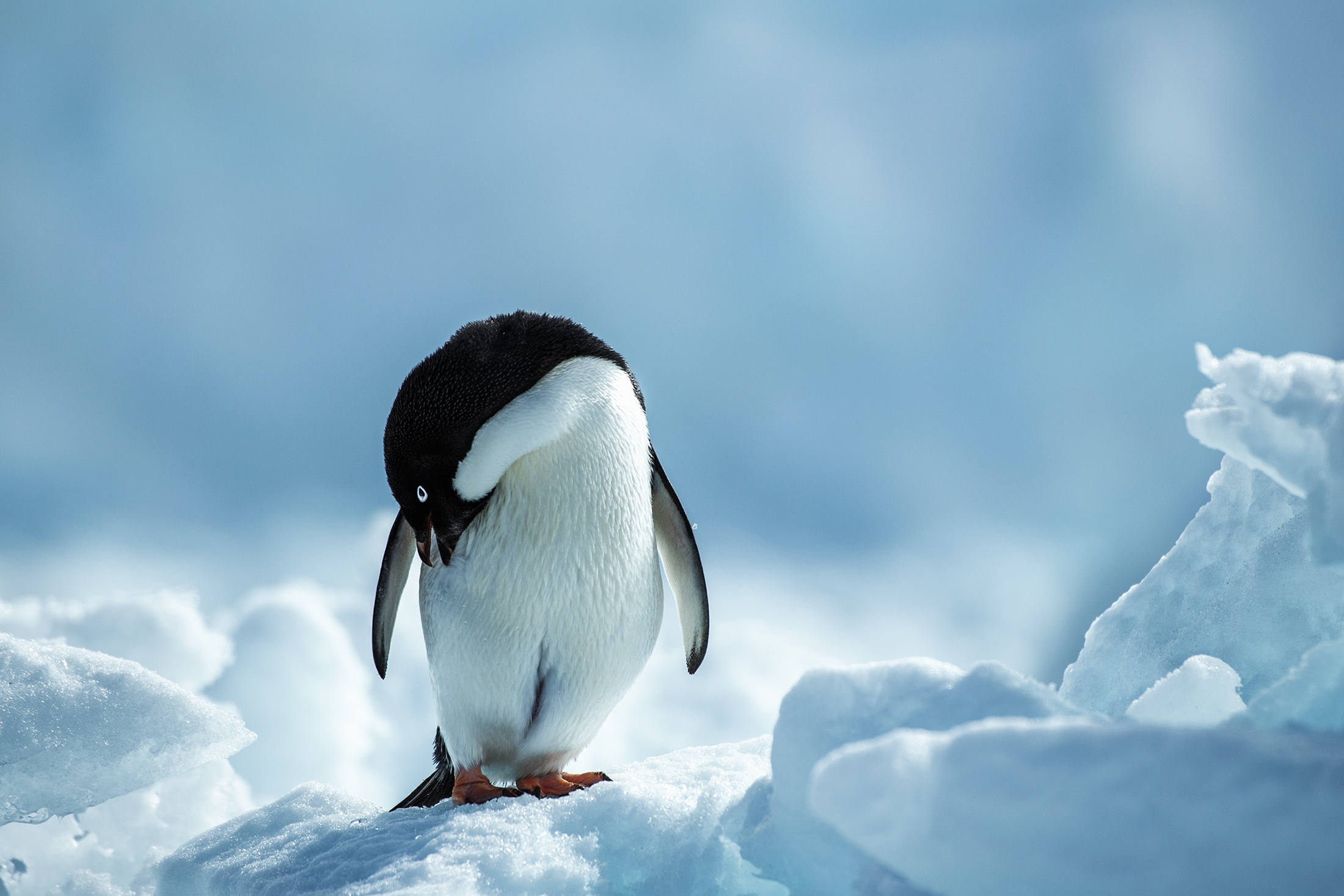 Penguin Wildlife 2200x1467