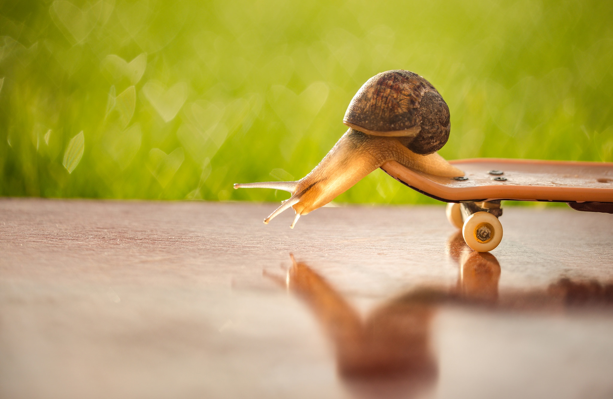 Macro Reflection Snail 2048x1335