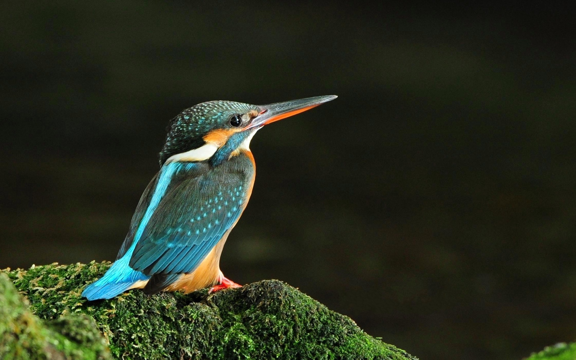 Beak Bird Colorful Kingfisher 1920x1200