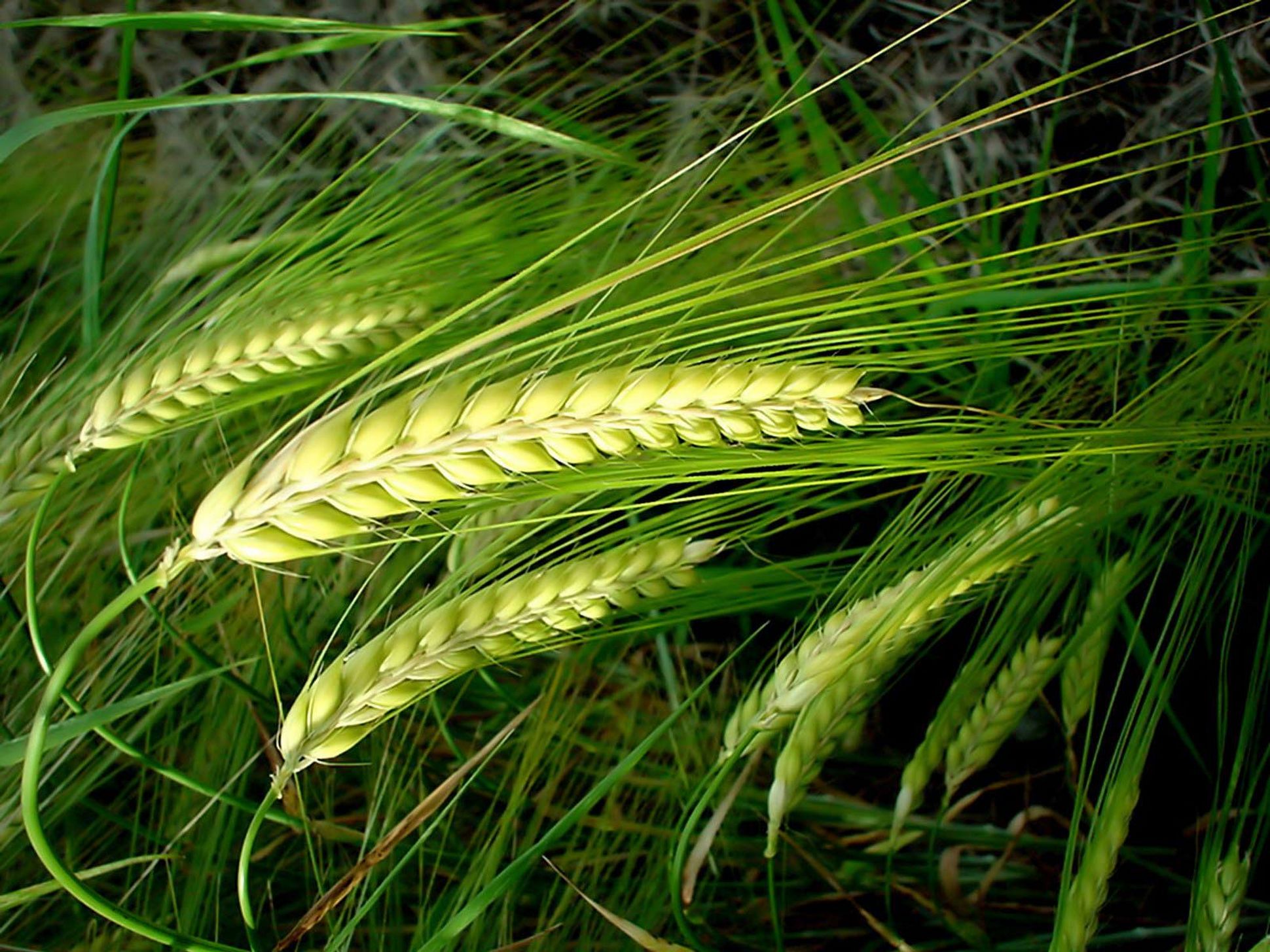 Green Nature Wheat 1940x1455
