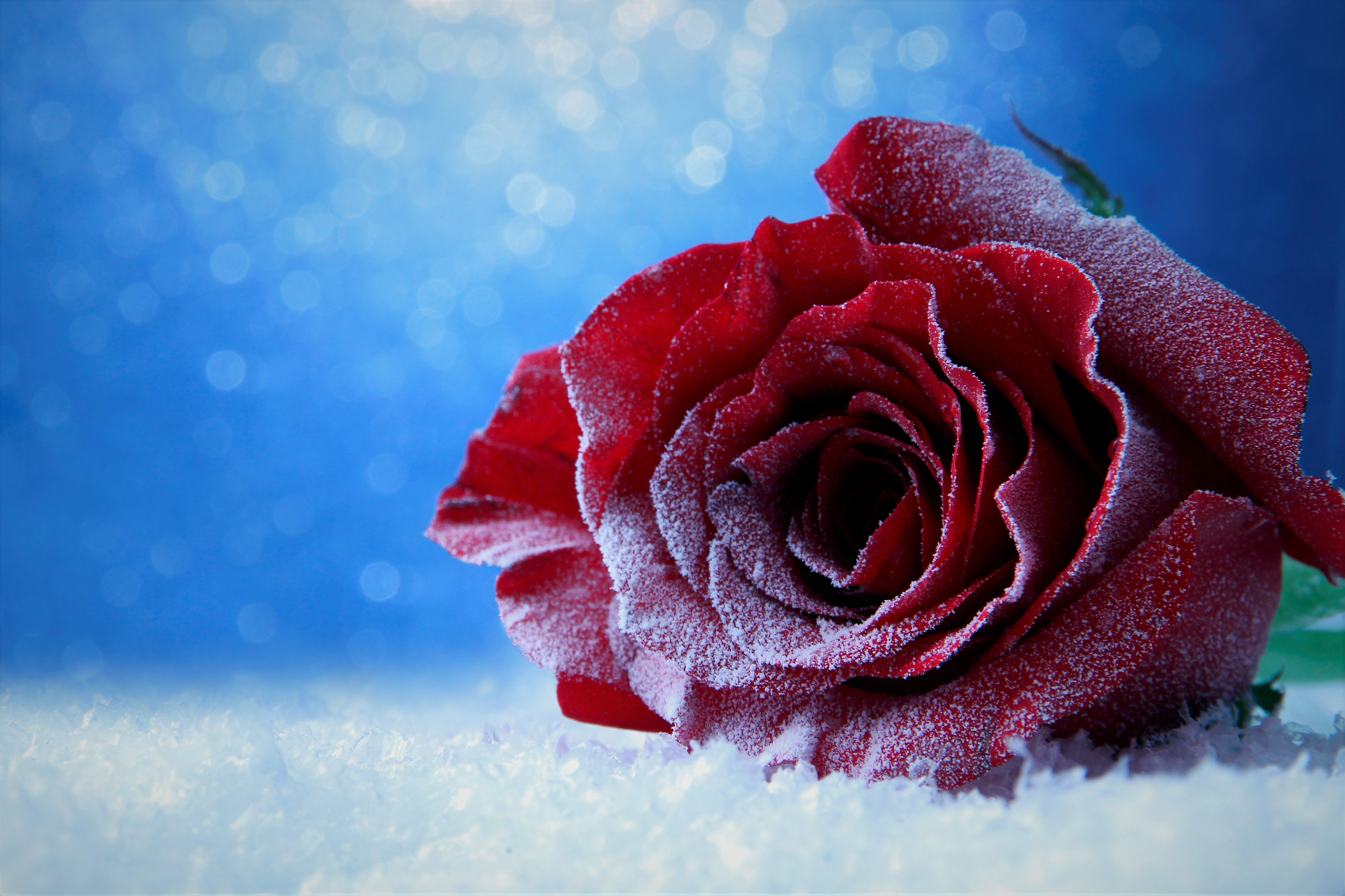 Bokeh Ice Red Rose Rose Snow 4500x3000
