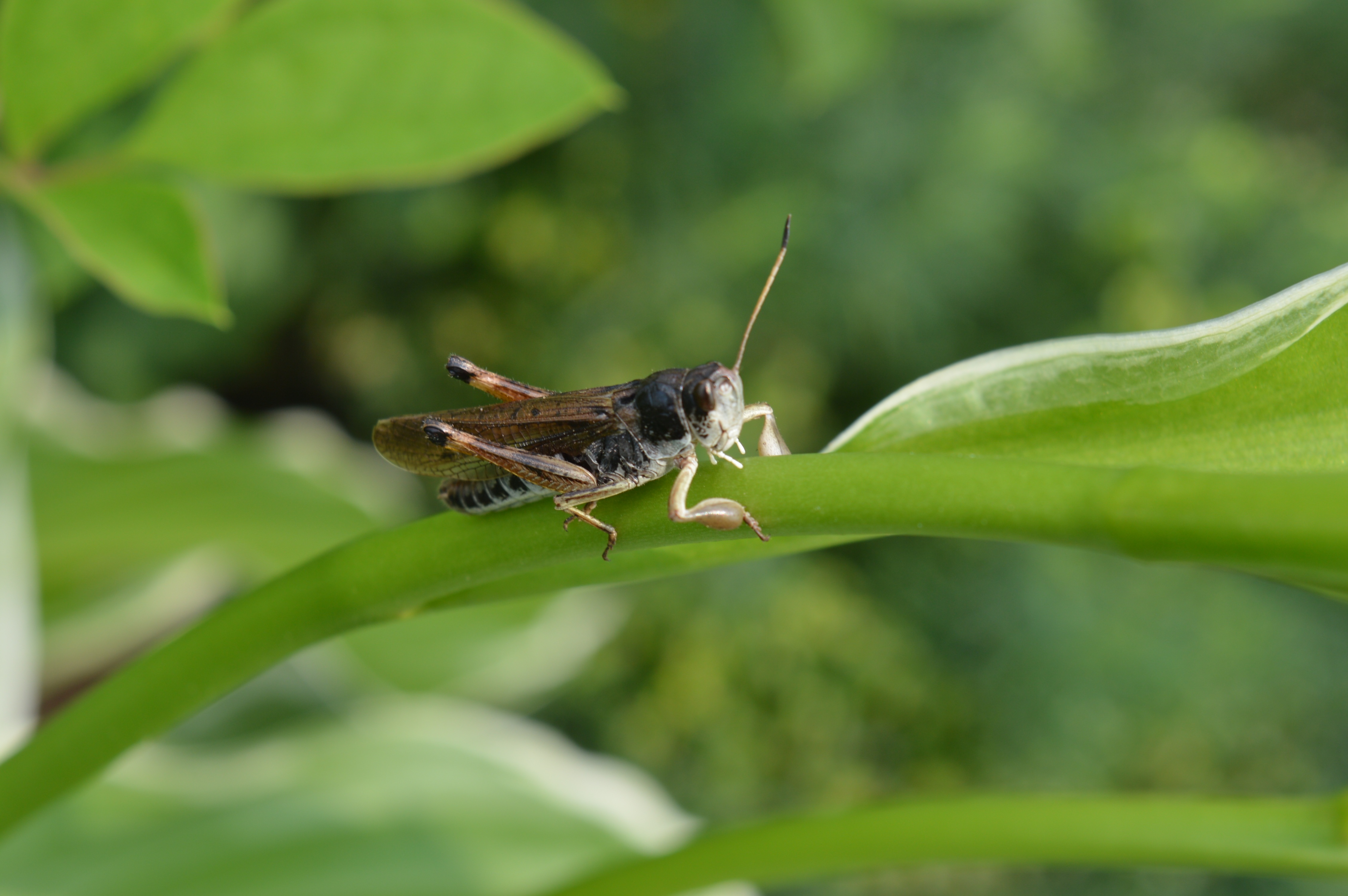 Grasshopper Insect 4512x3000