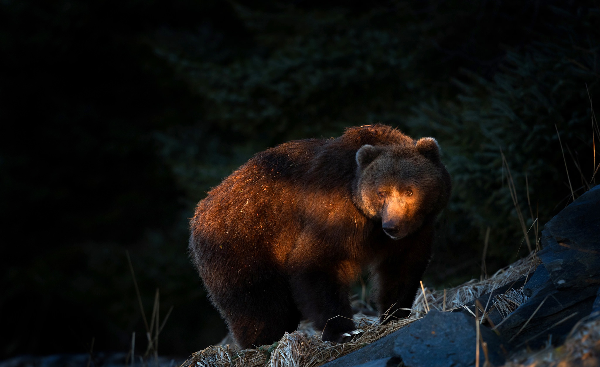 Bear Wildlife Predator Animal 2048x1255