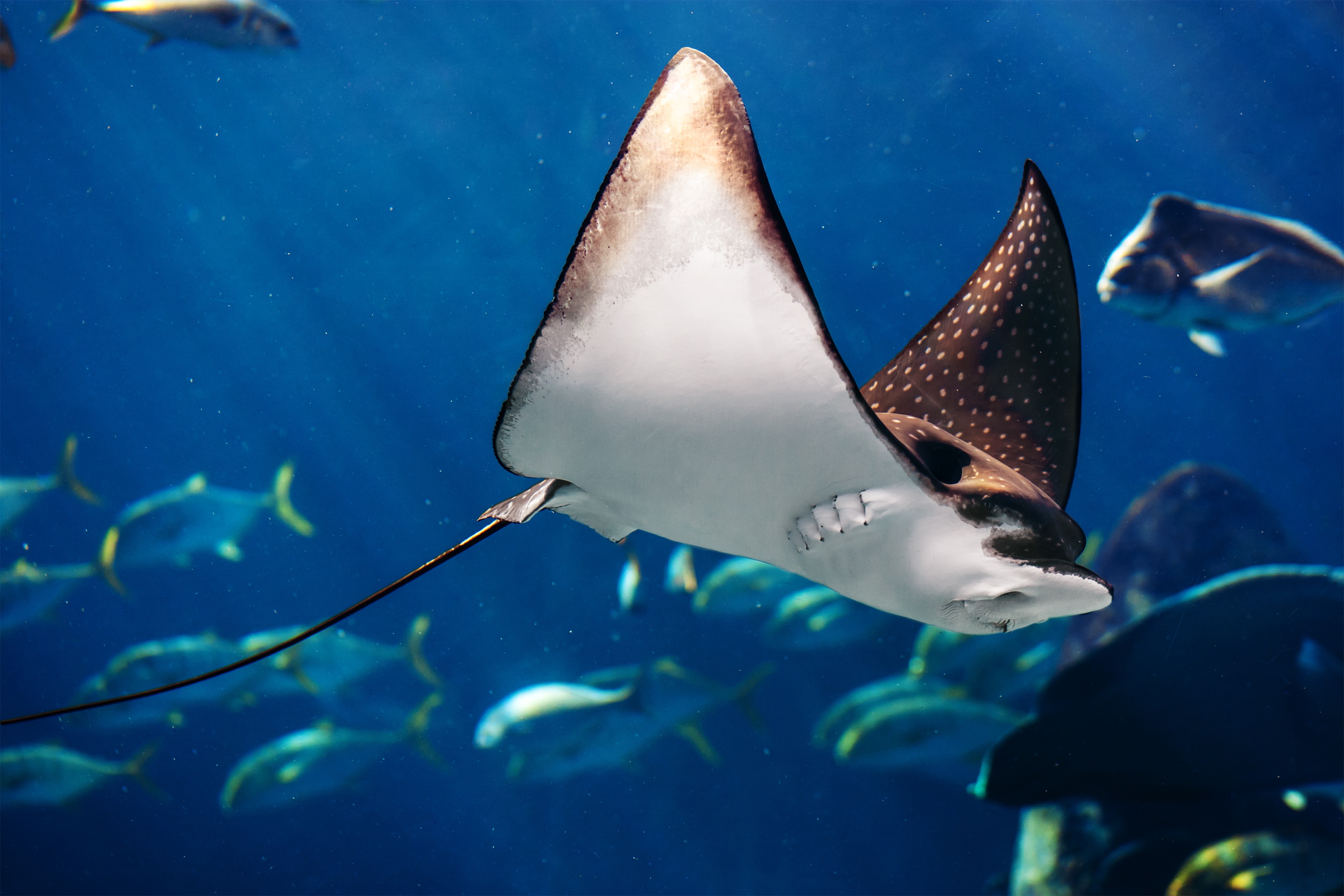 Manta Ray Sea Life Underwater 3000x2000