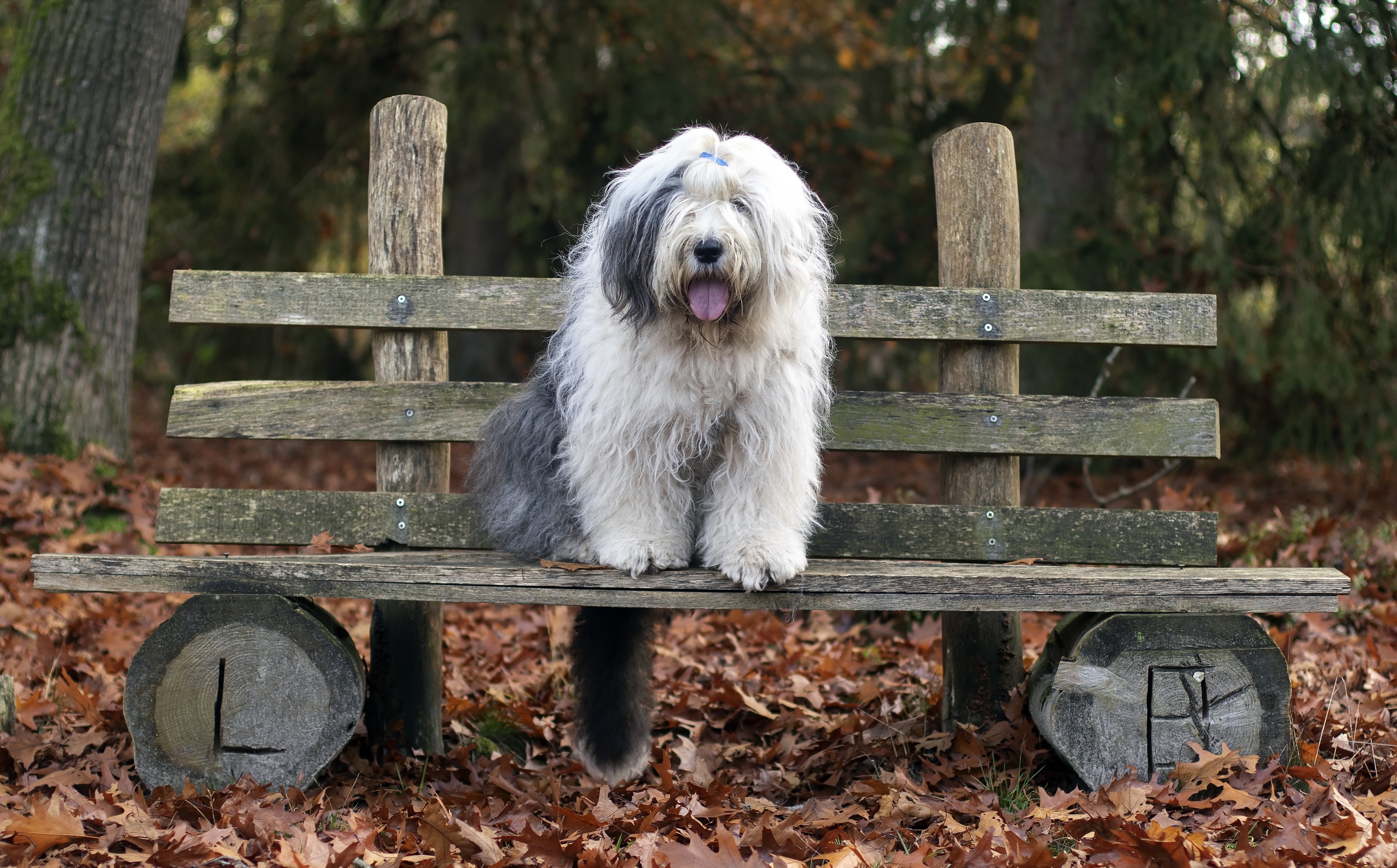 Outdoors Leaves Dog Animals Mammals Bench 2560x1591