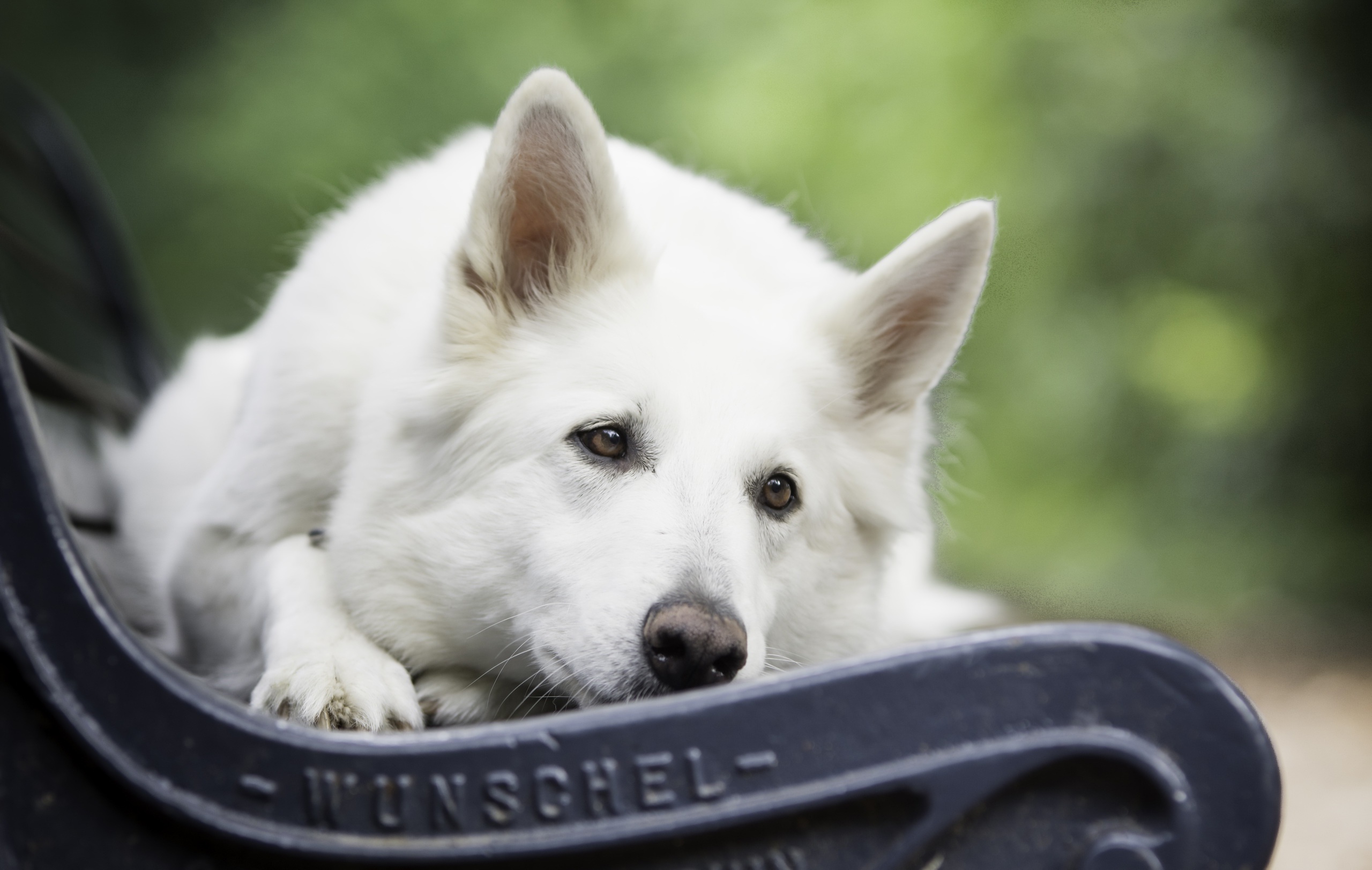 Bench Depth Of Field Dog Pet Resting White Shepherd 2560x1623