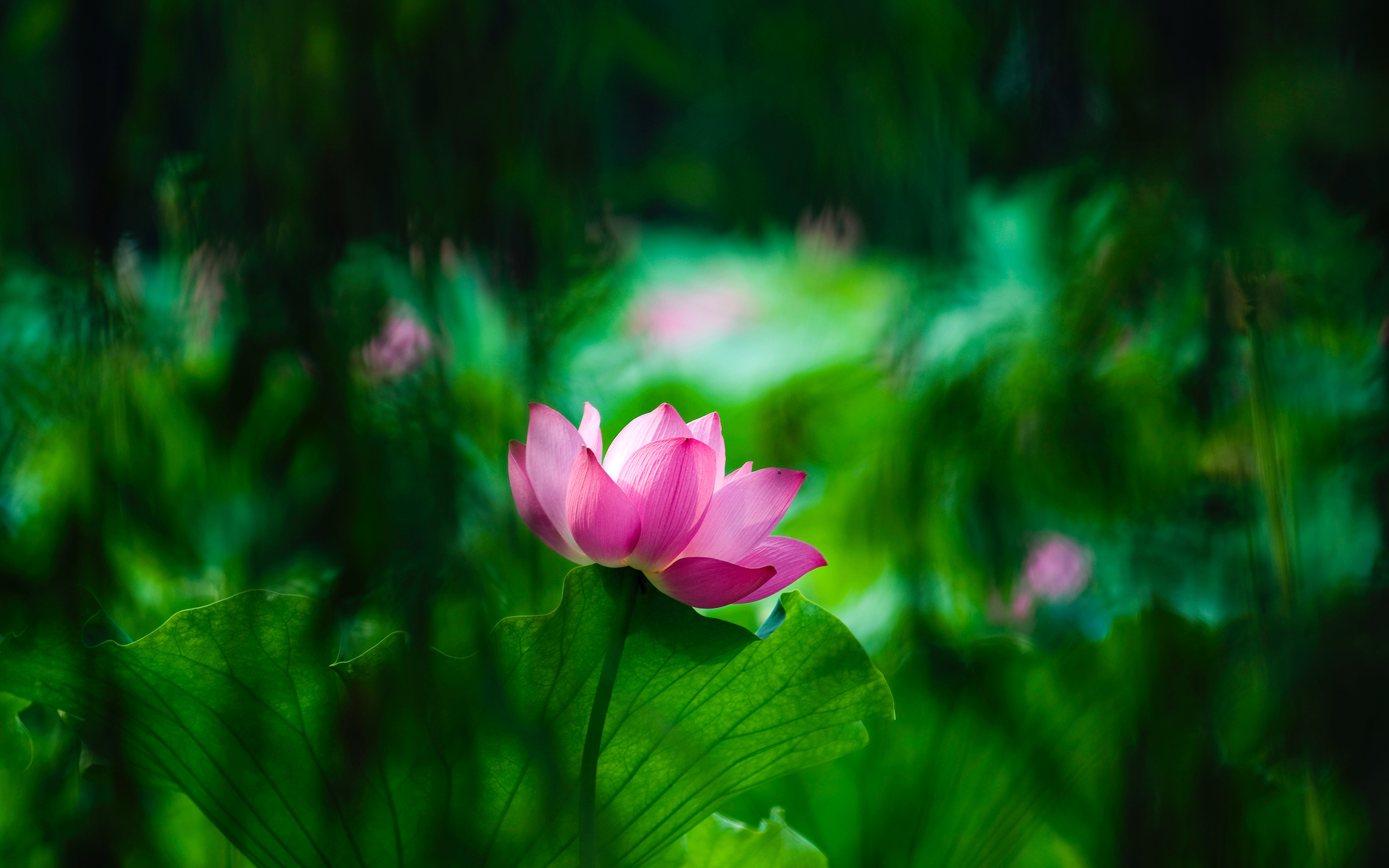 Flower Lotus Nature Pink Flower 3799x2374