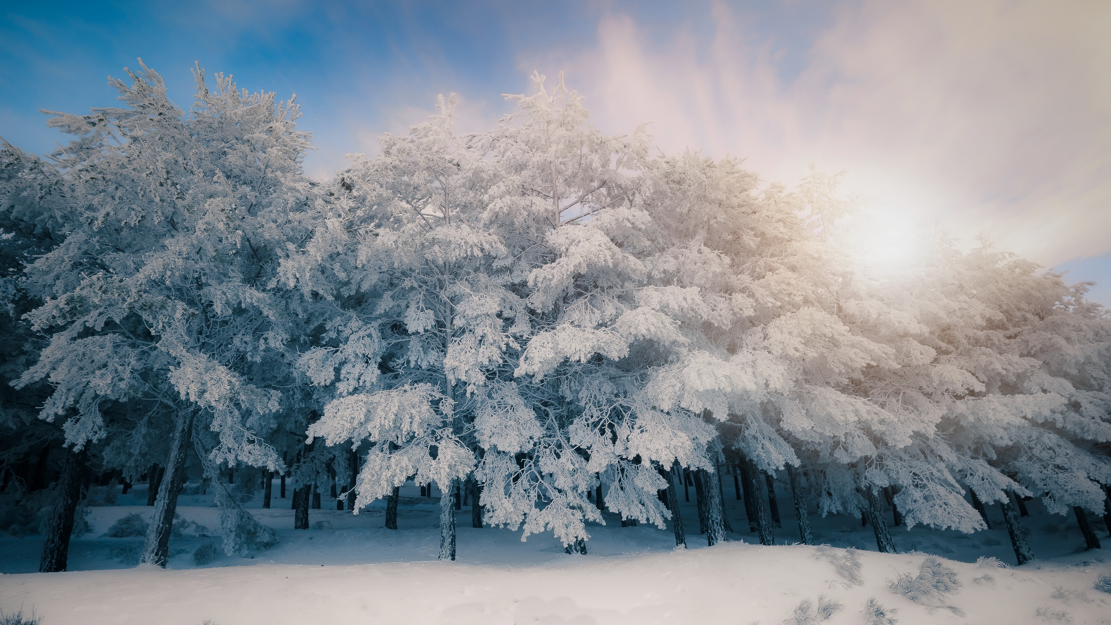 Trees Cold Ice Snow Winter Outdoors Plants Nature 3840x2160