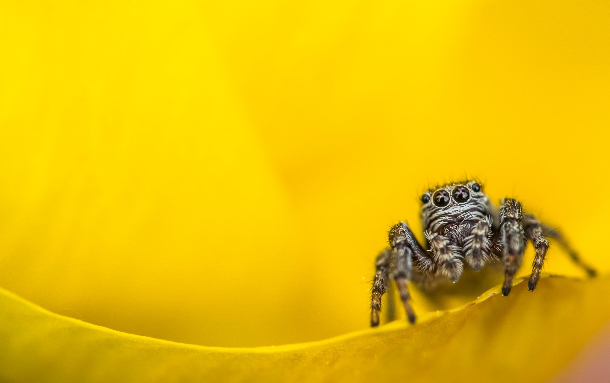 Arachnid Macro Spider Yellow 2560x1611
