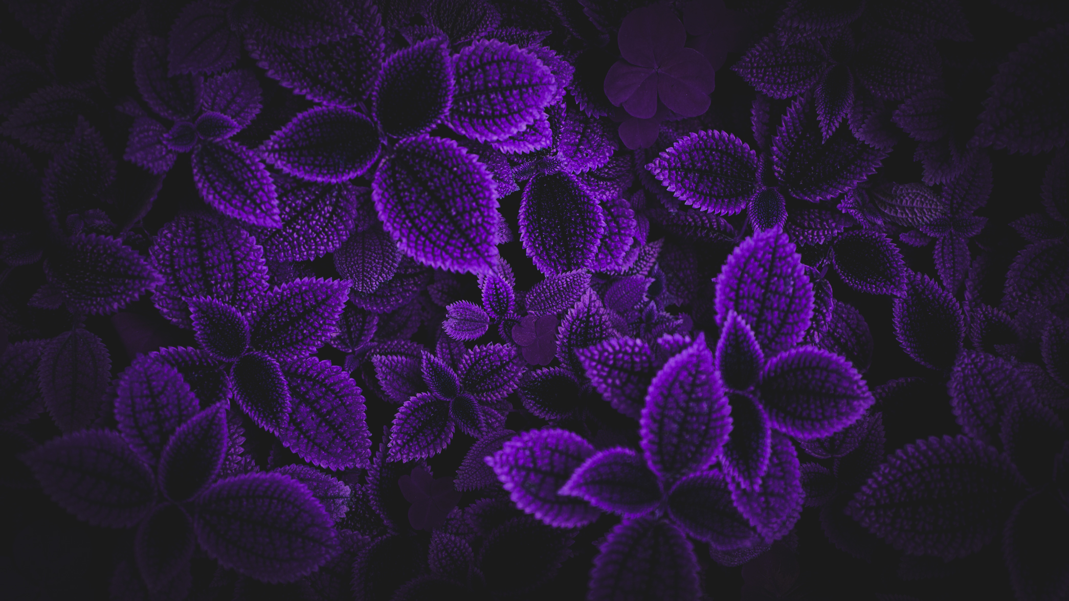 Leaves Purple Background Photoshop Matte Paint Dark Flowers 2090x1175