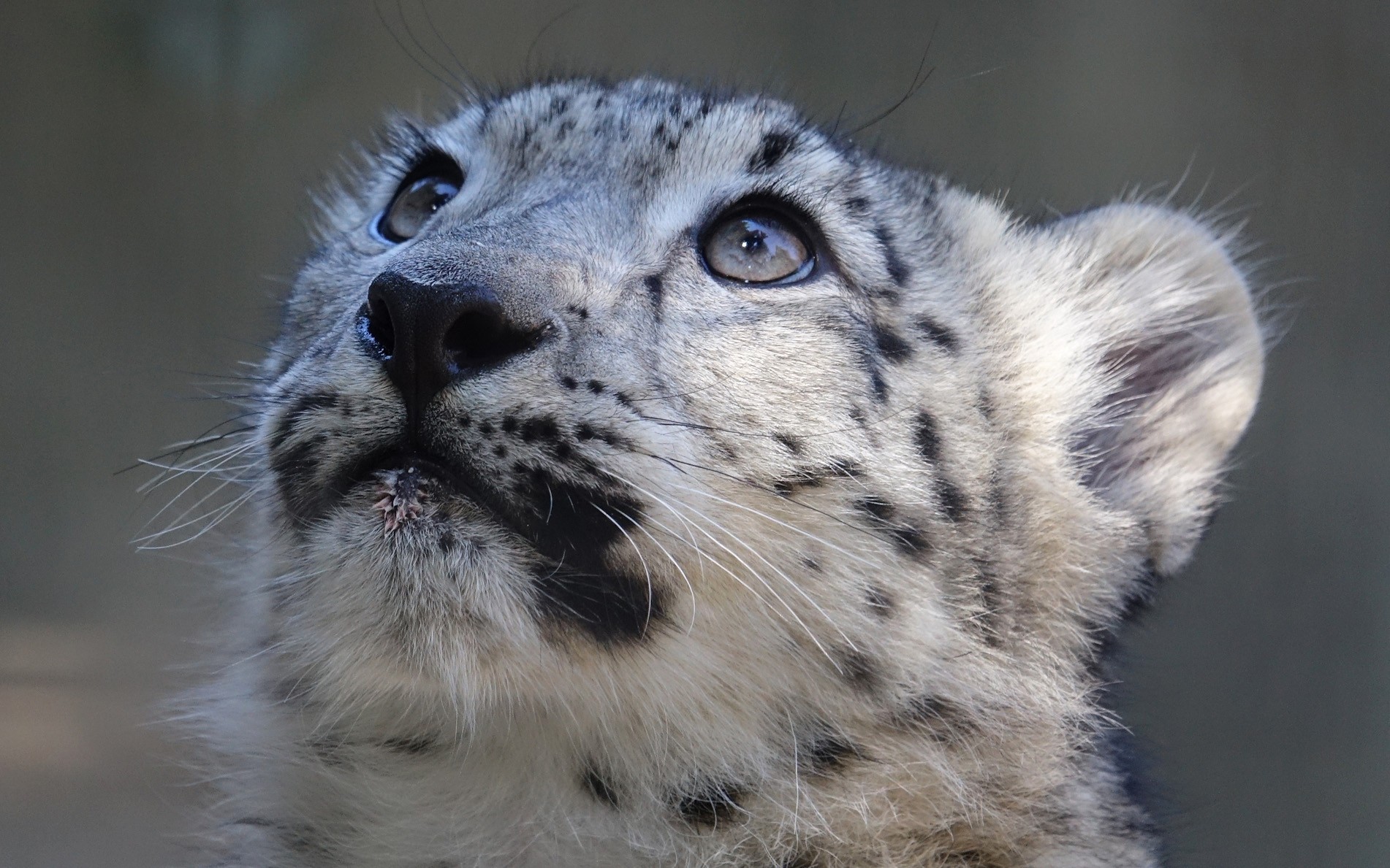Big Cat Snow Leopard Wildlife Predator Animal 1902x1189