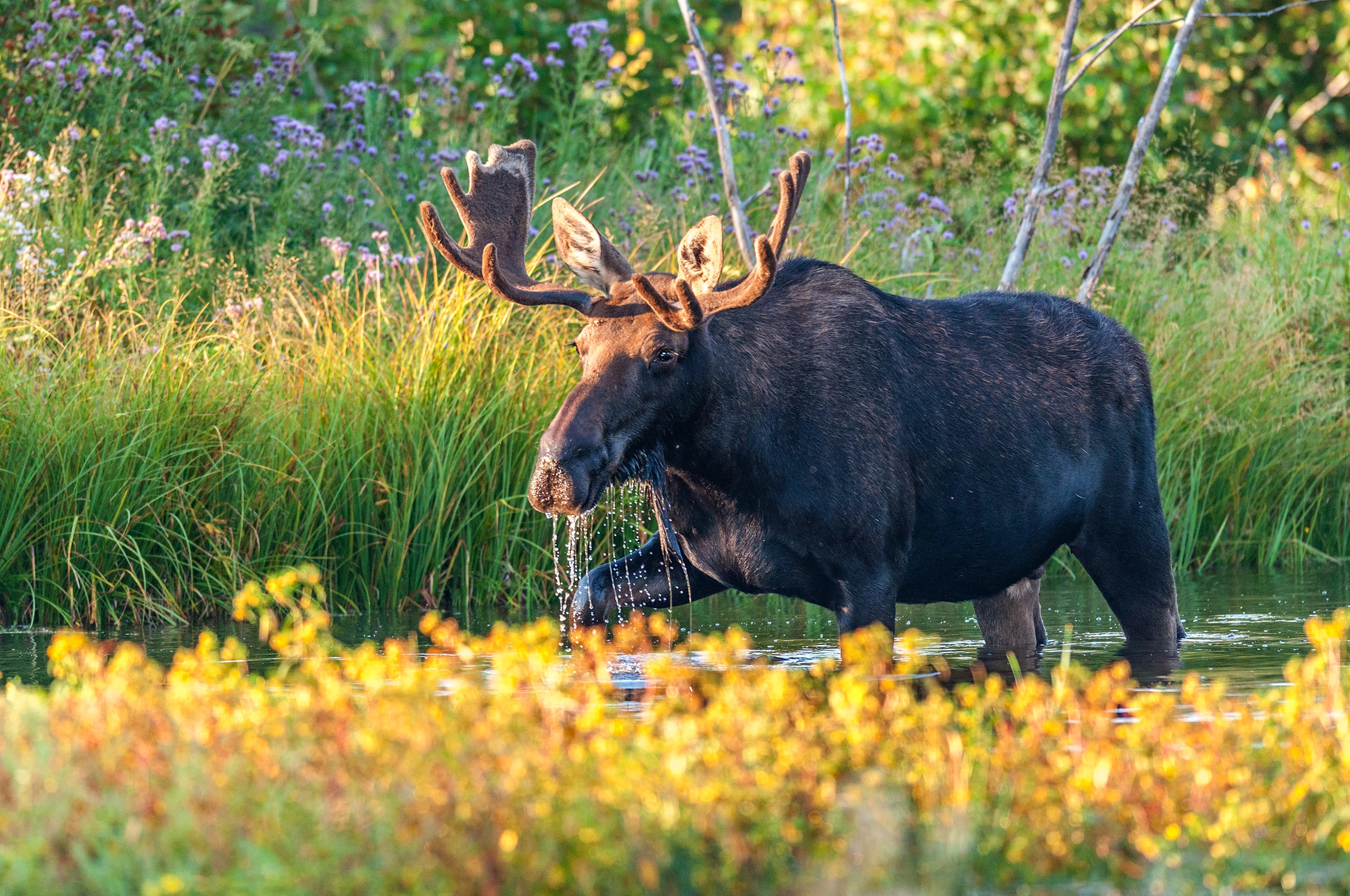 Moose Wildlife 2560x1700