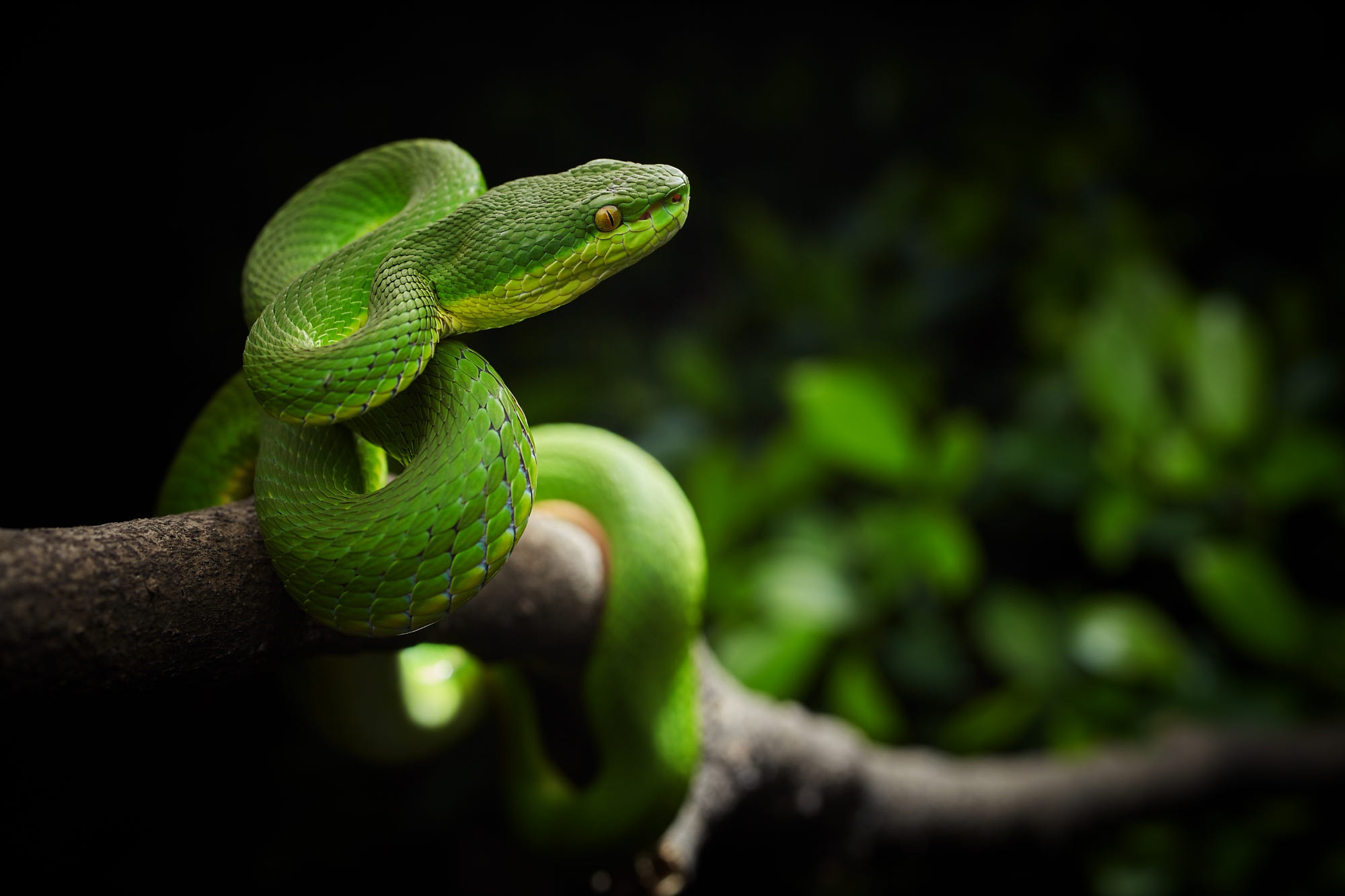 Reptile Snake Viper 2000x1333
