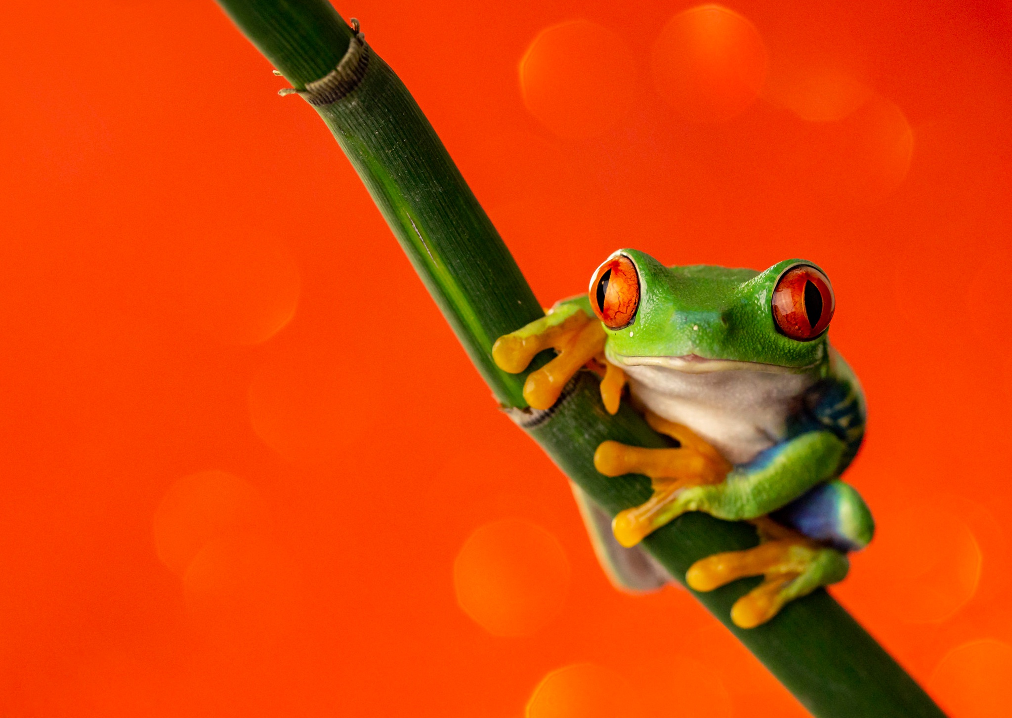 Amphibian Frog Red Eyed Tree Frog Wildlife 2048x1453