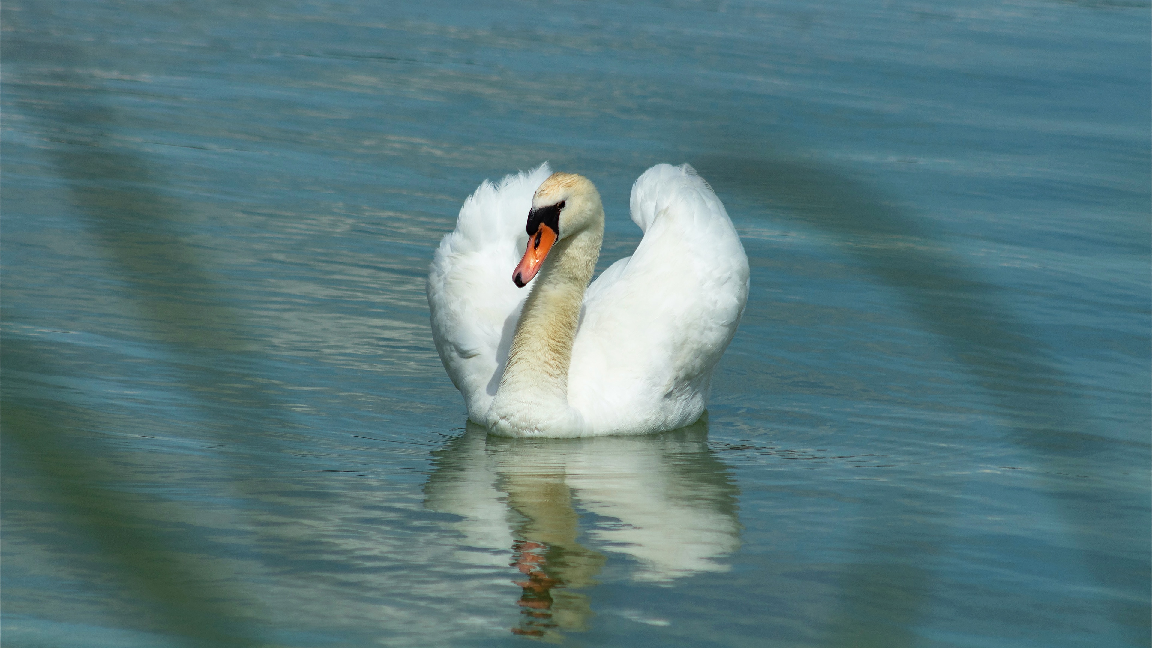 Bird Pond Reflection Swan 3840x2160