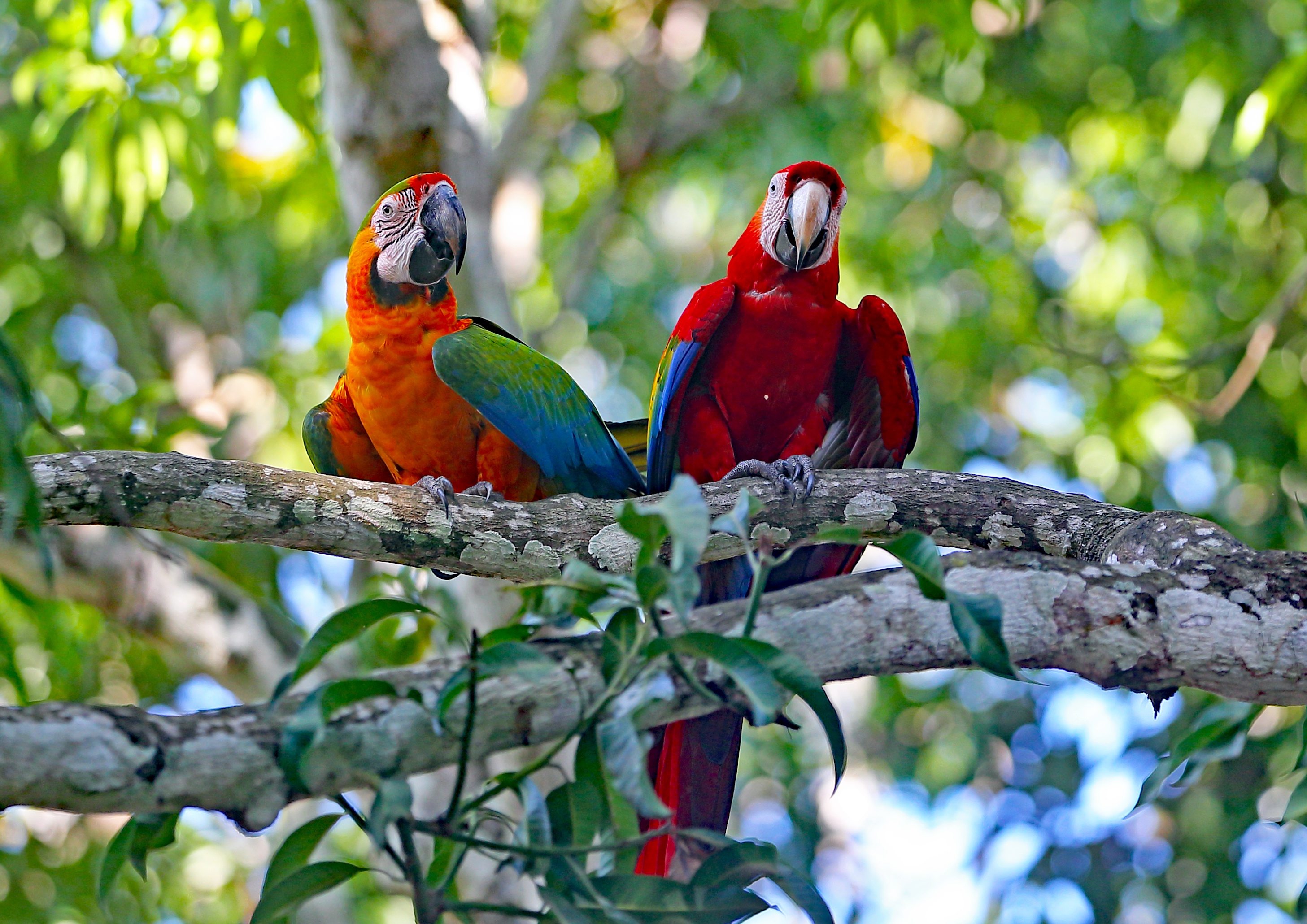 Bird Macaw Parrot Wildlife 2914x2061