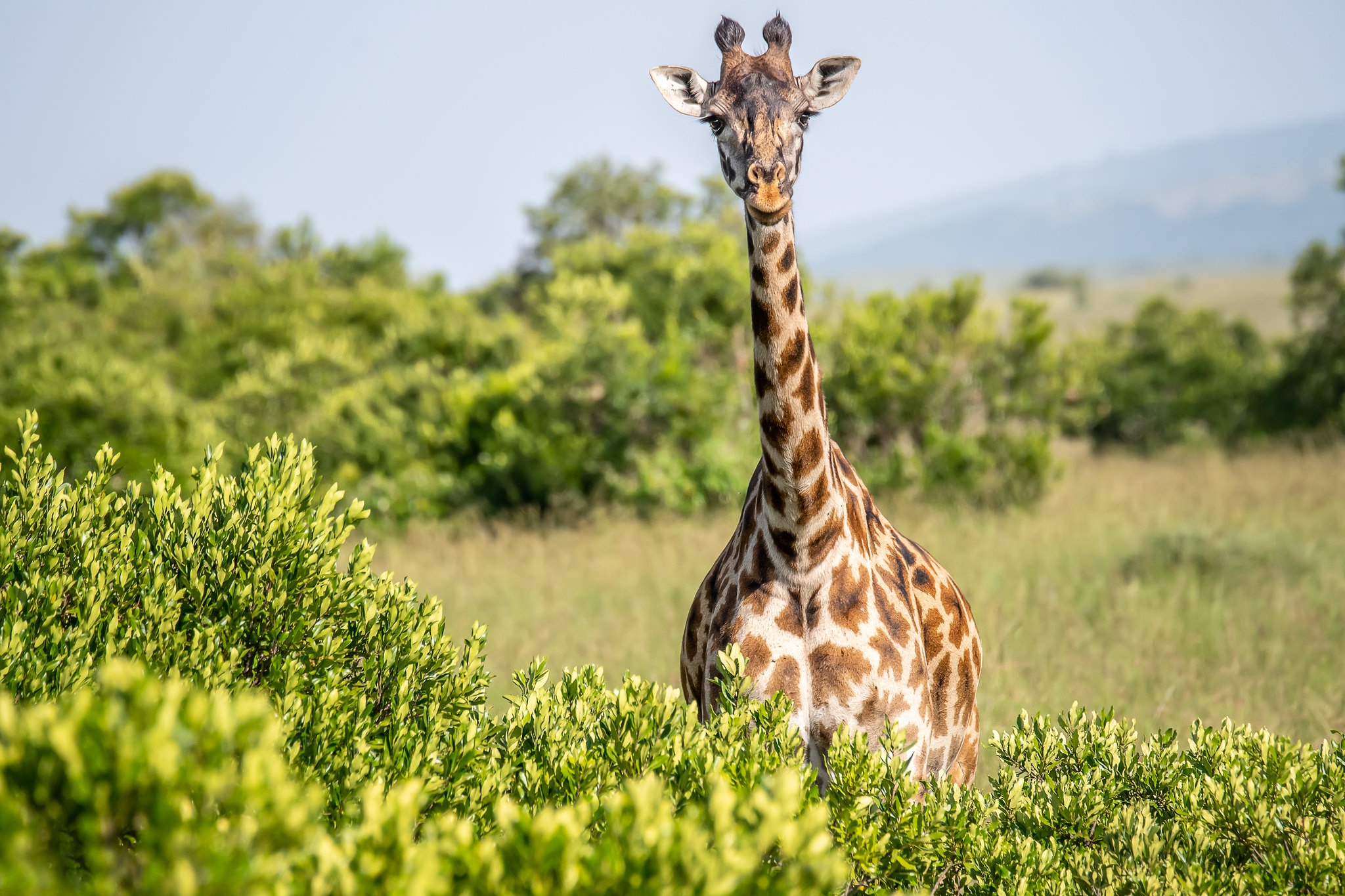 Giraffe Wildlife 2048x1365
