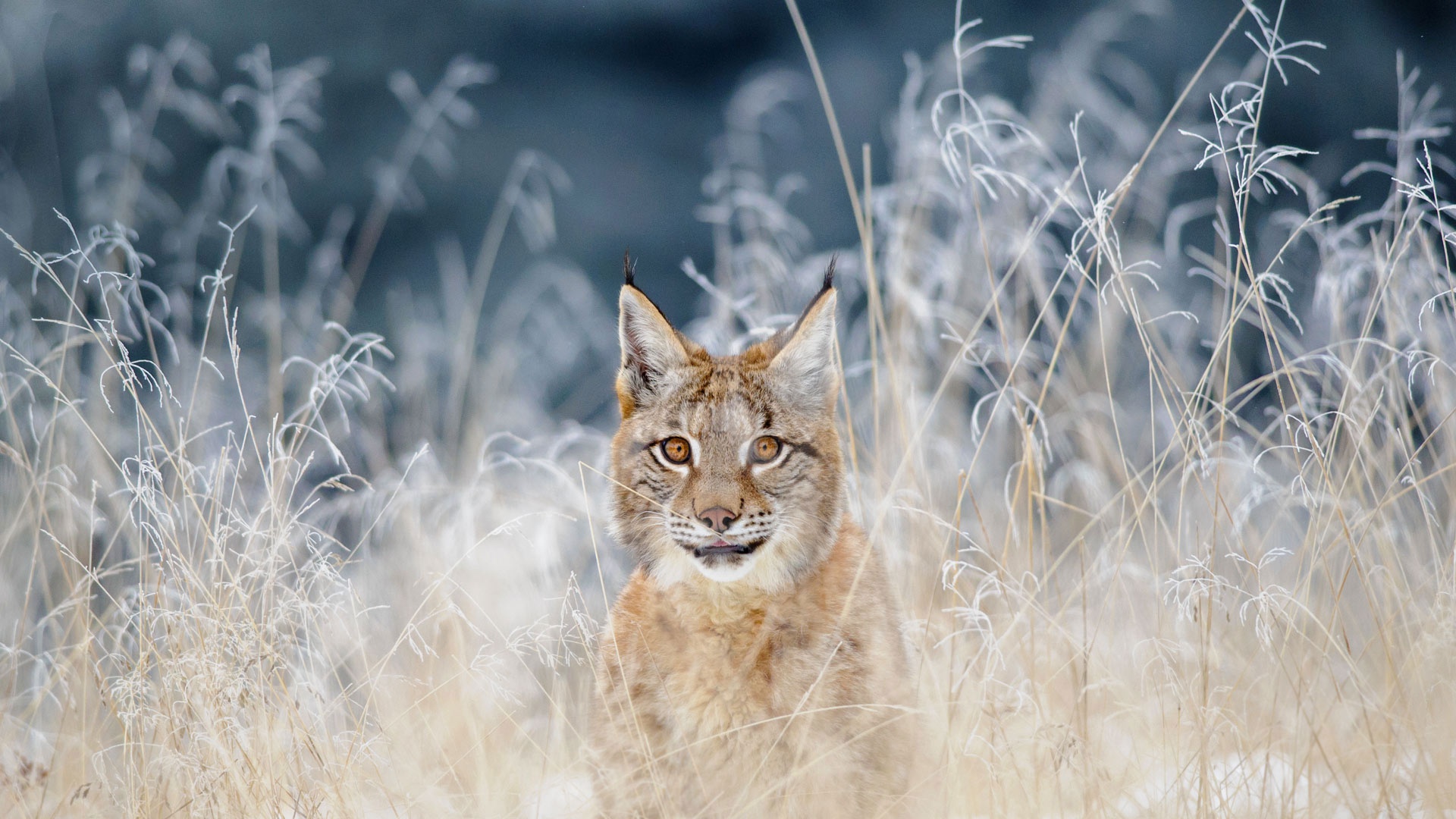 Big Cat Lynx Wildlife Predator Animal 1920x1080