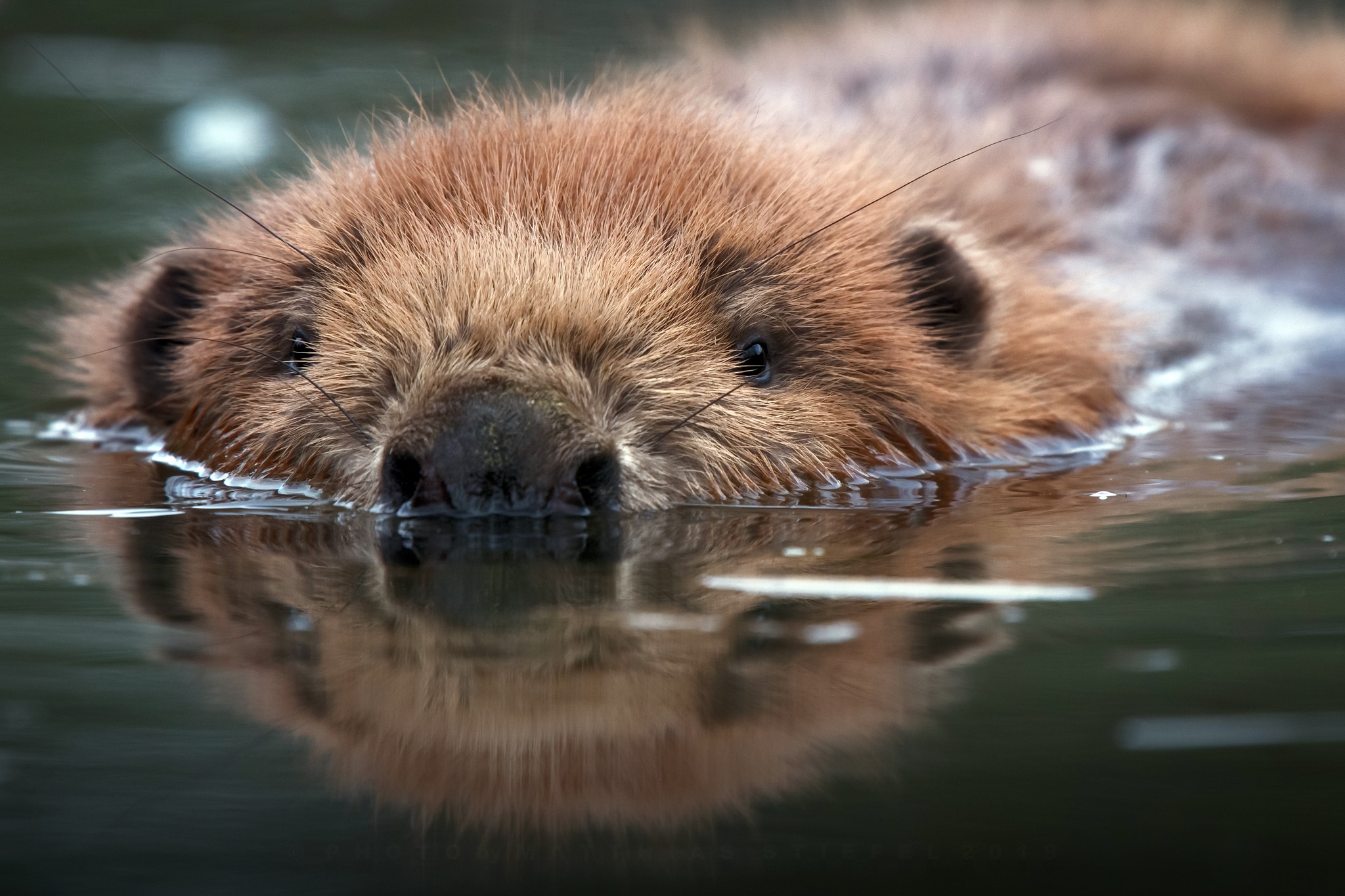 Beaver Reflection Water Wildlife 2048x1365