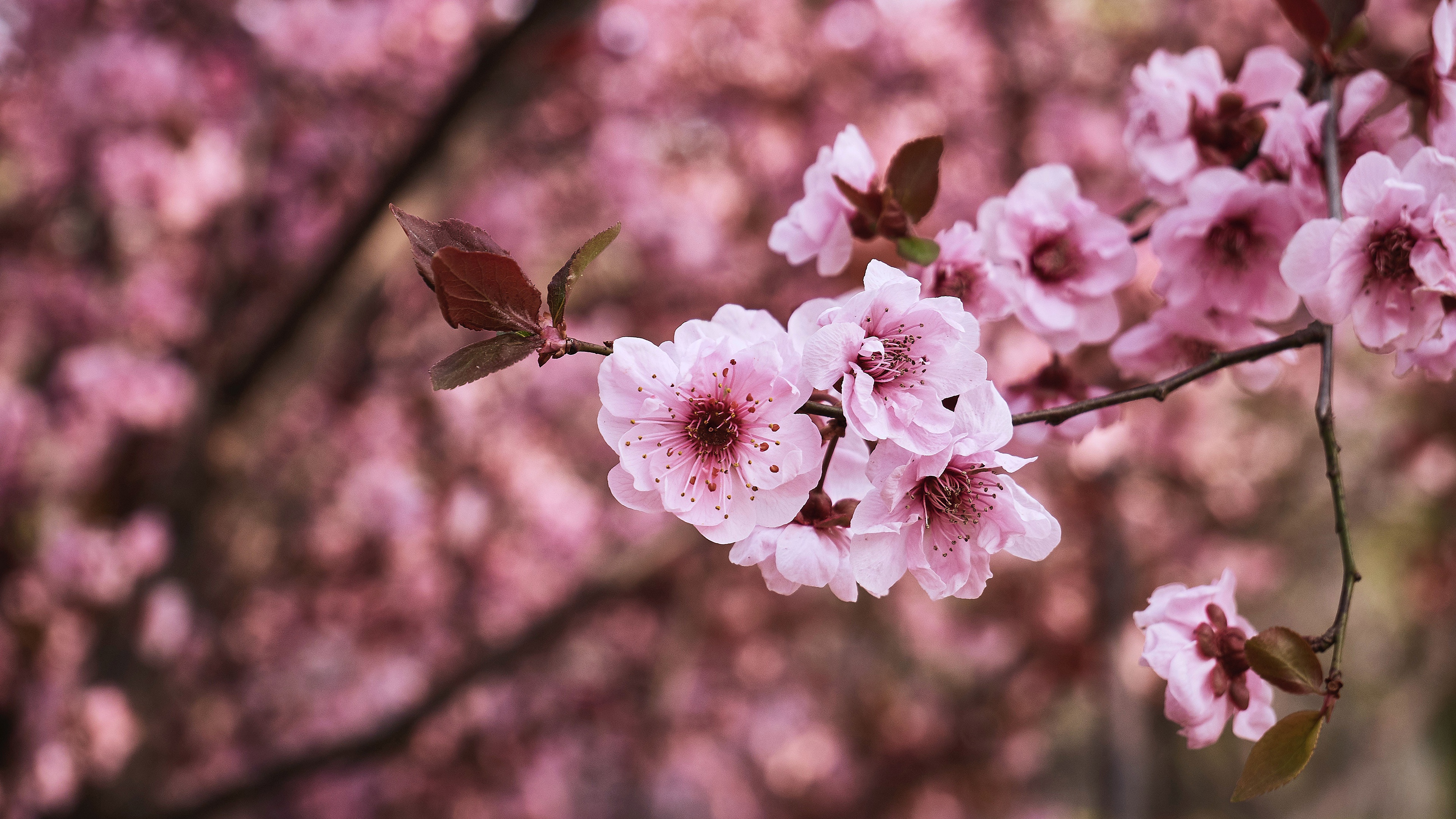 Blossom Branch Flower Sakura Spring 3840x2160