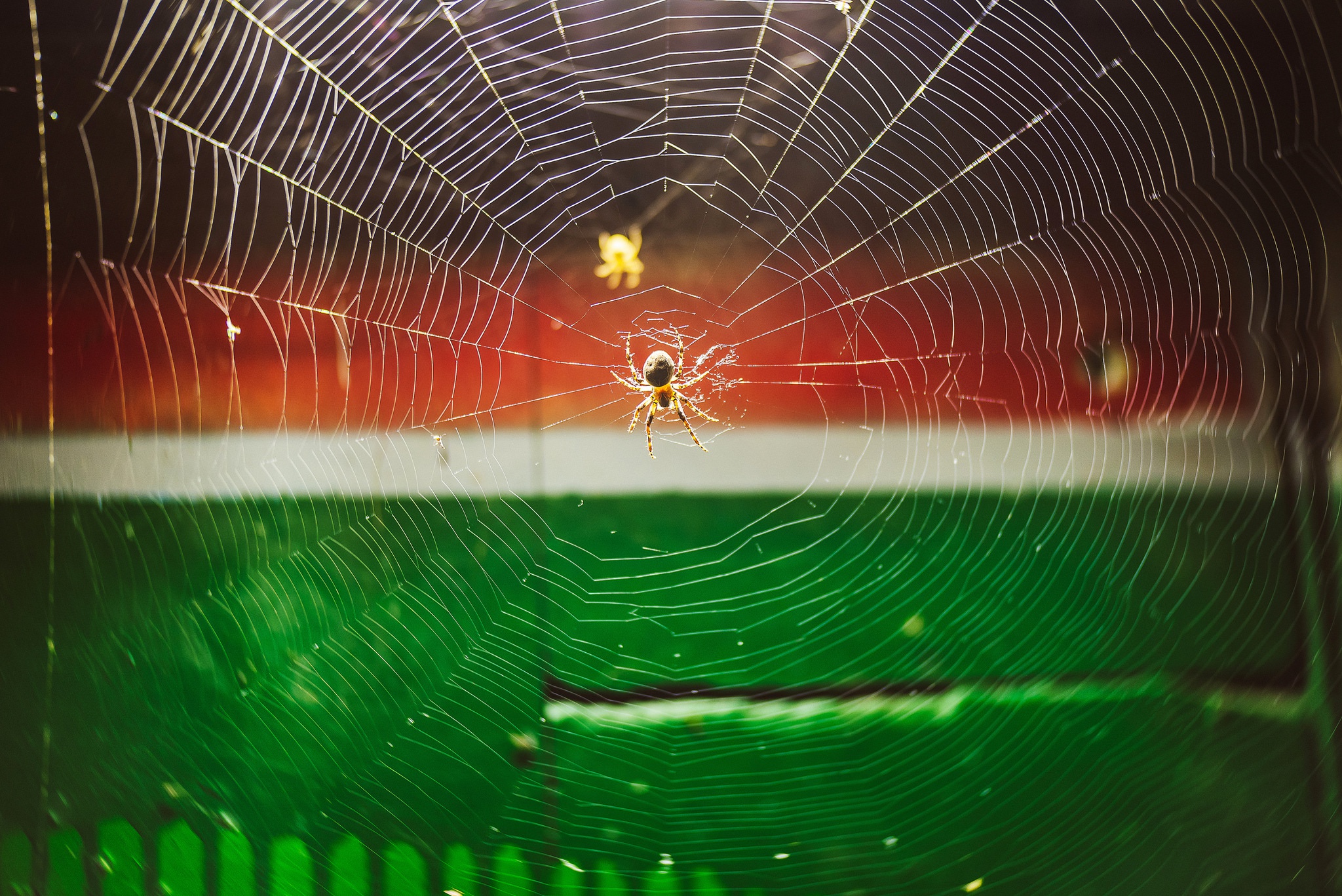 Spider Spider Web 2048x1367