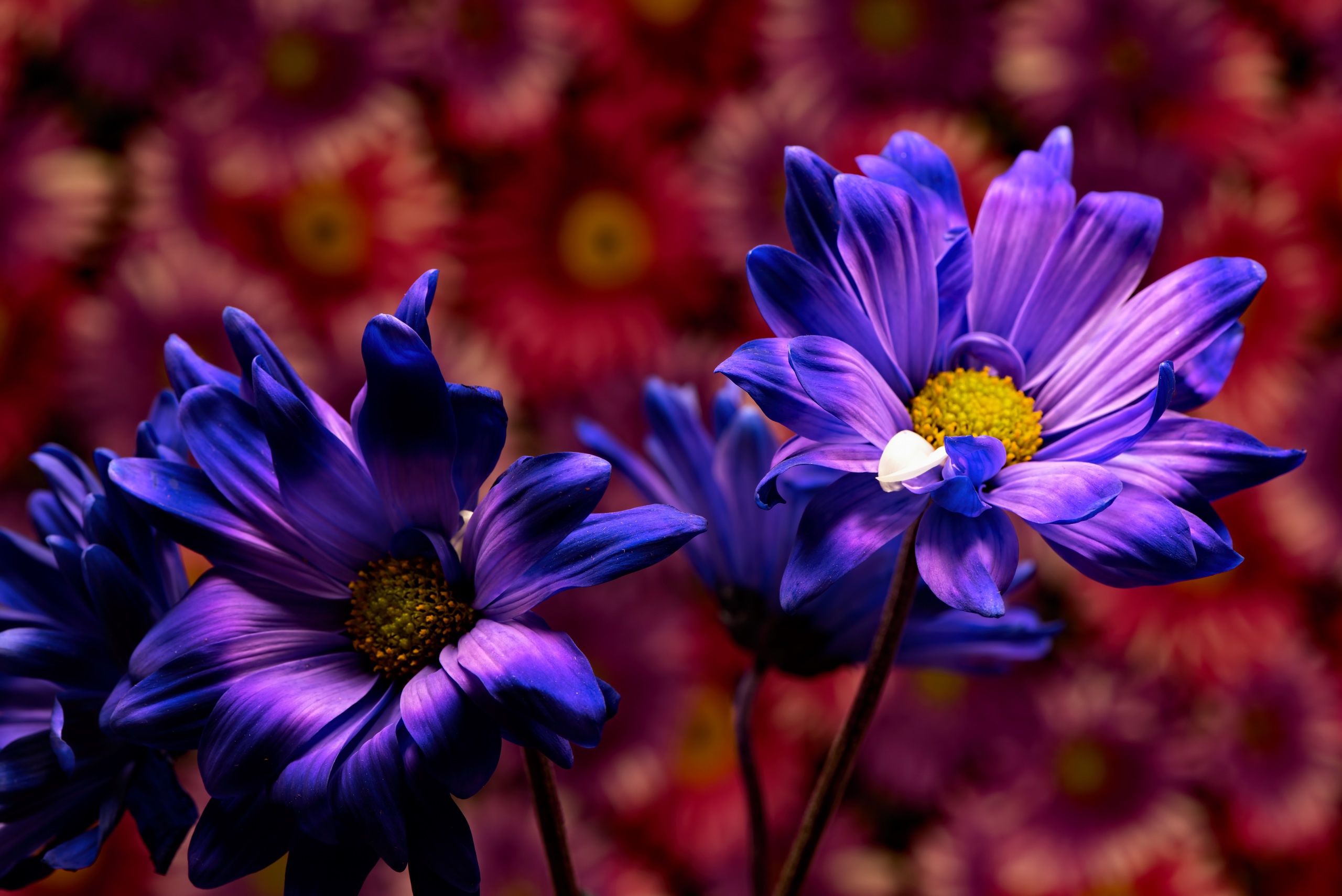 Flower Nature Purple Flower 2560x1709
