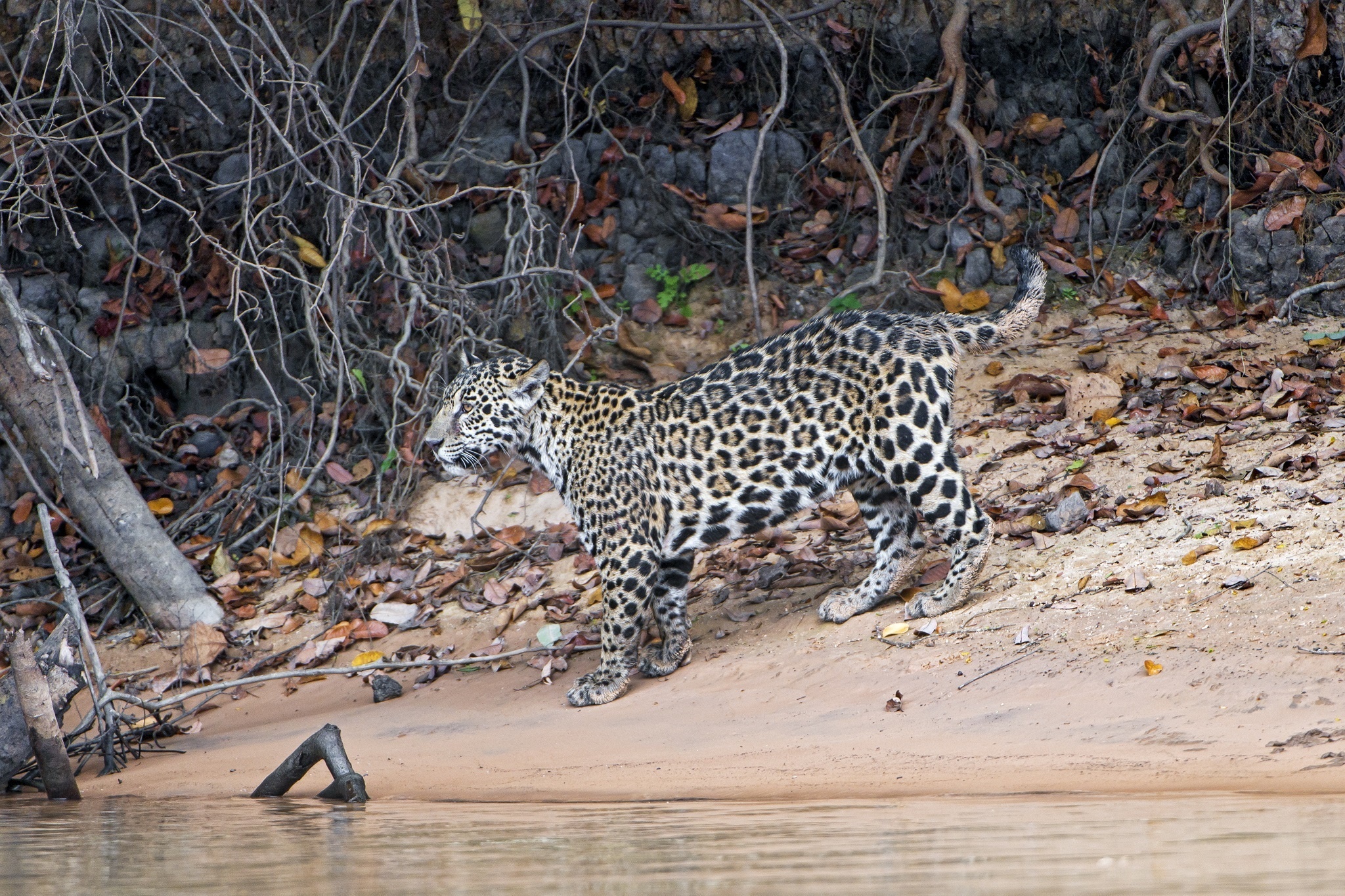 Big Cat Jaguar Wildlife Predator Animal 2048x1365