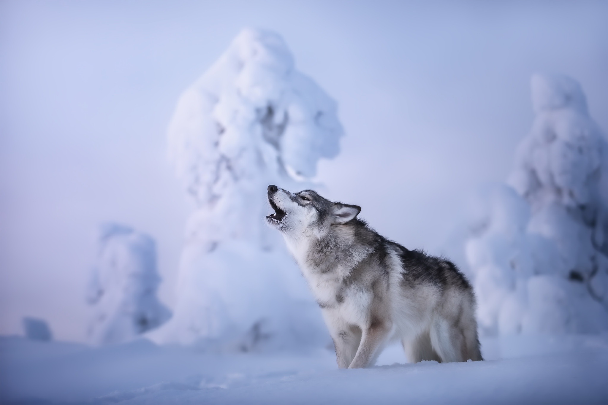 Animals Mammals Wolf Snow Winter Cold Outdoors 2048x1365