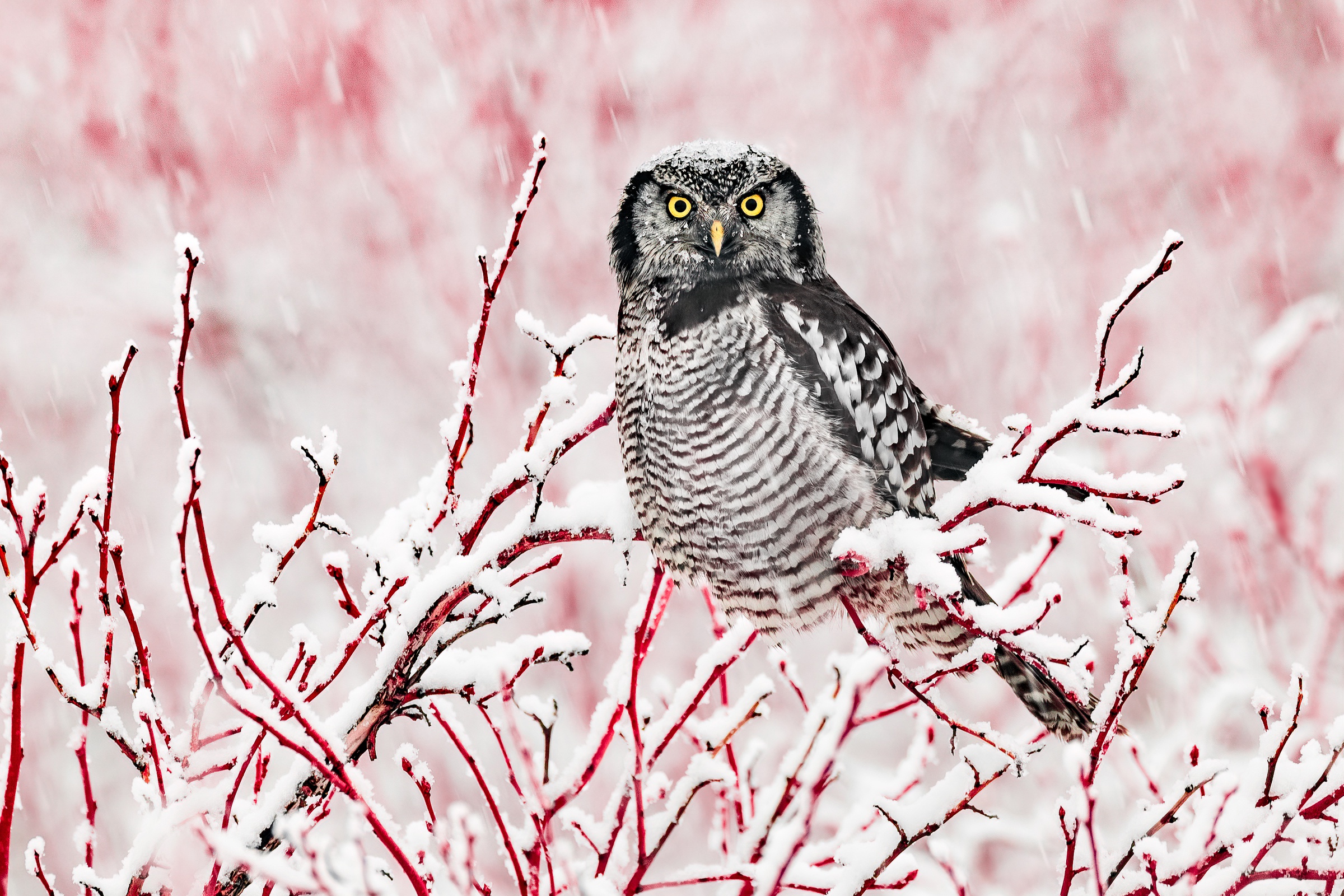 Bird Owl Snow Wildlife Winter 2400x1600