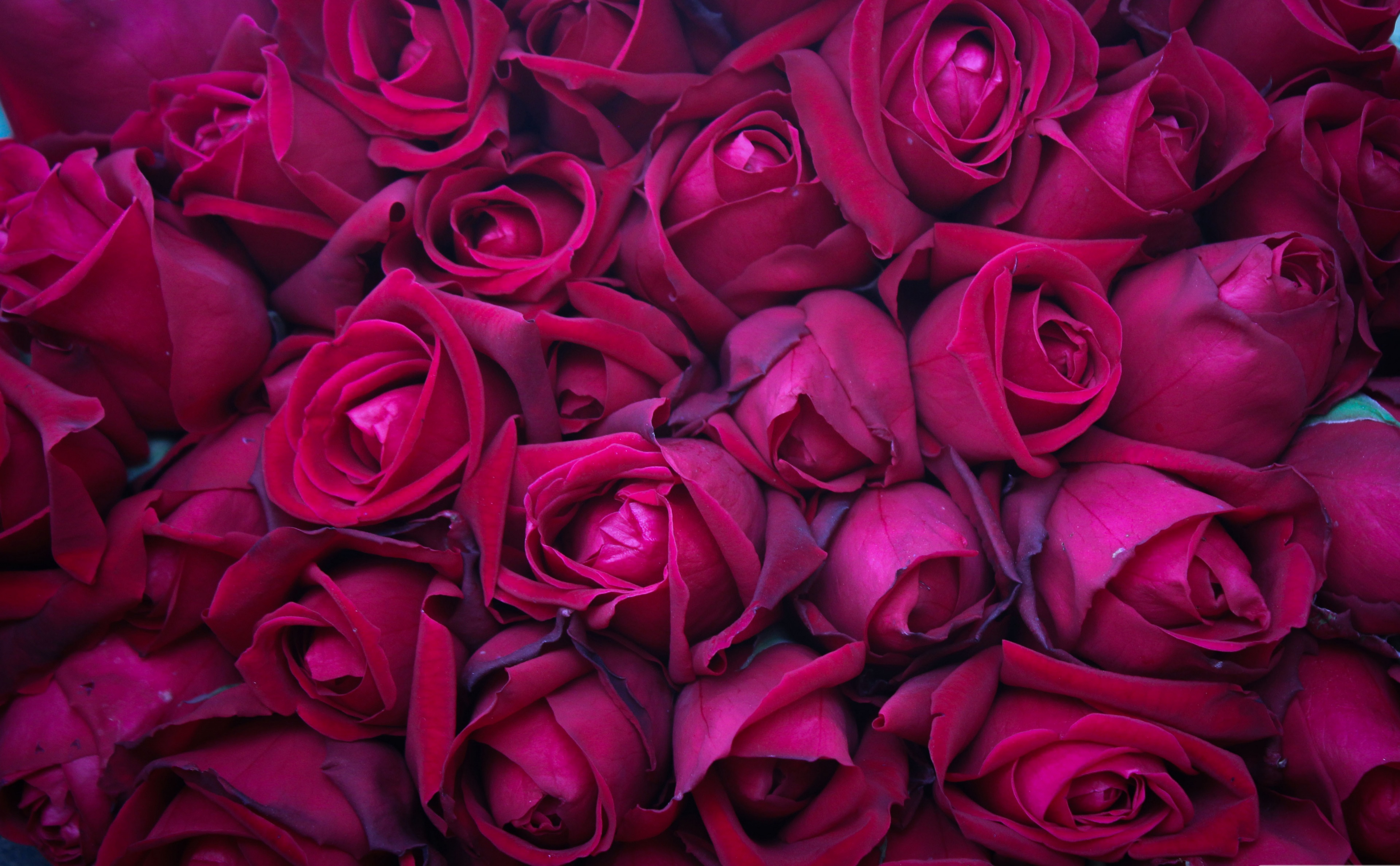 Earth Flower Pink Flower Rose 3840x2376