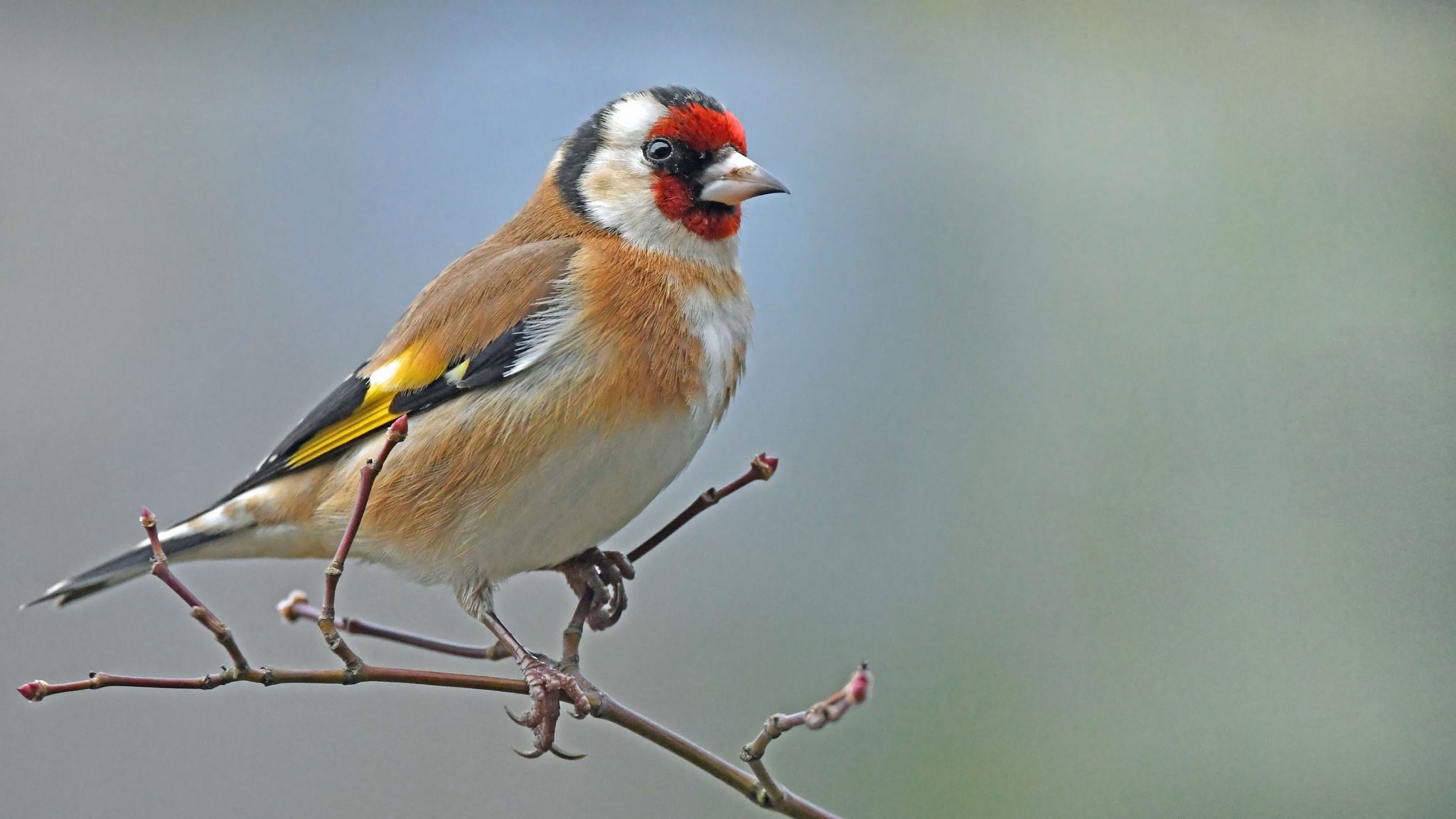 Bird Goldfinch Wildlife 2048x1152
