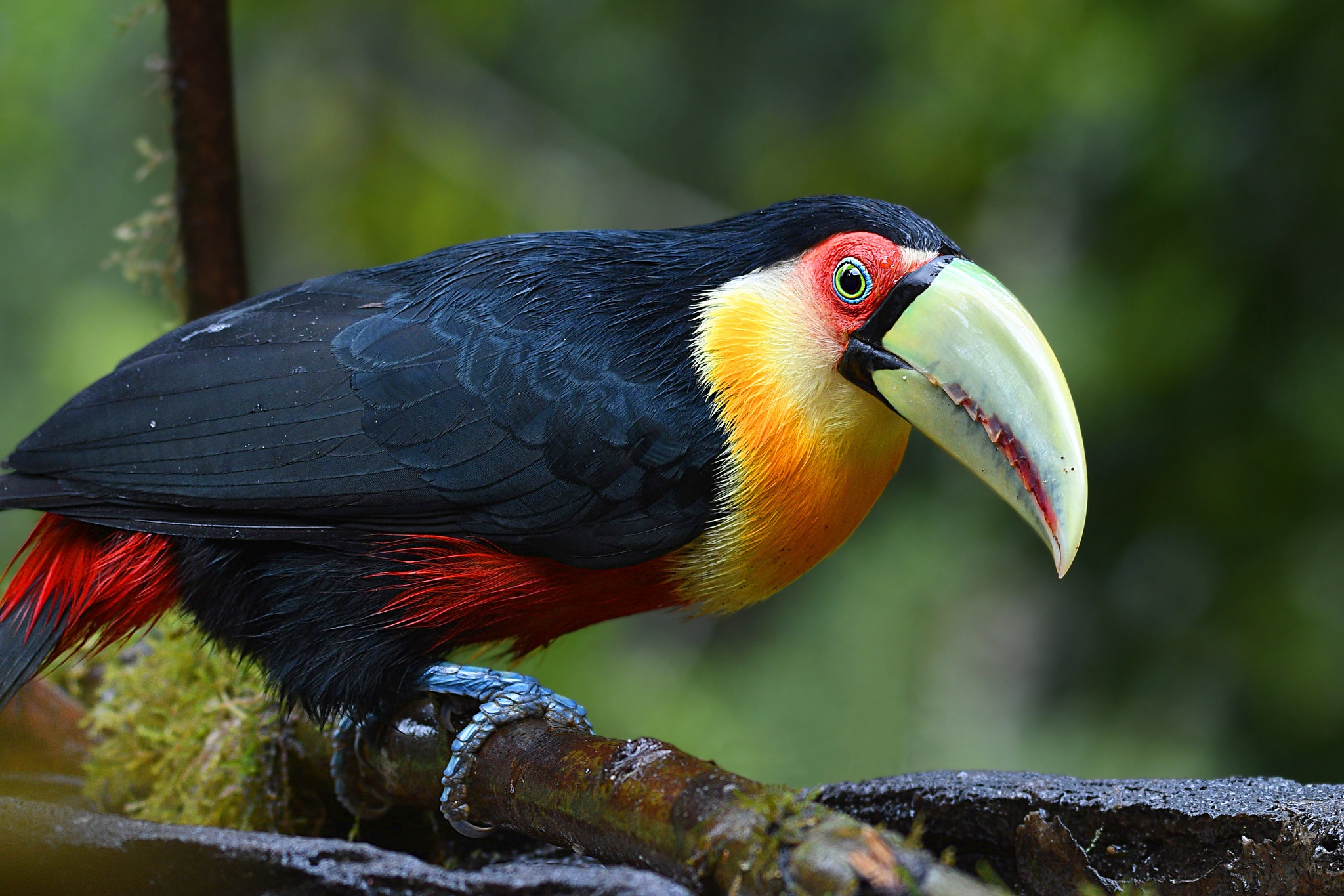 Bird Toucan Wildlife 2048x1365