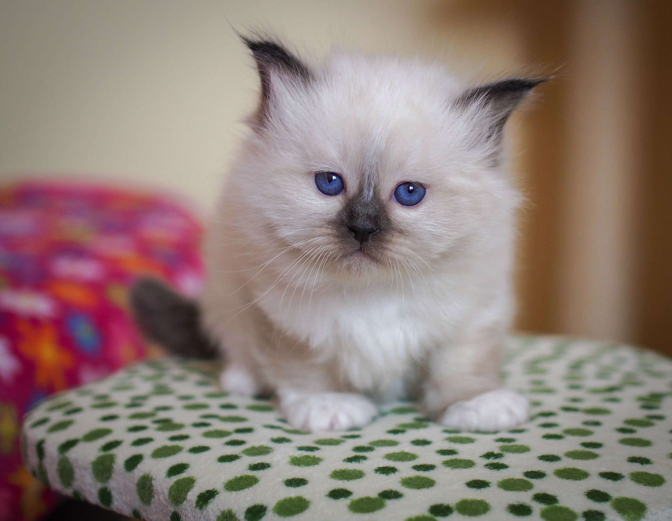 Baby Animal Cat Kitten Pet Stare 2143x1661