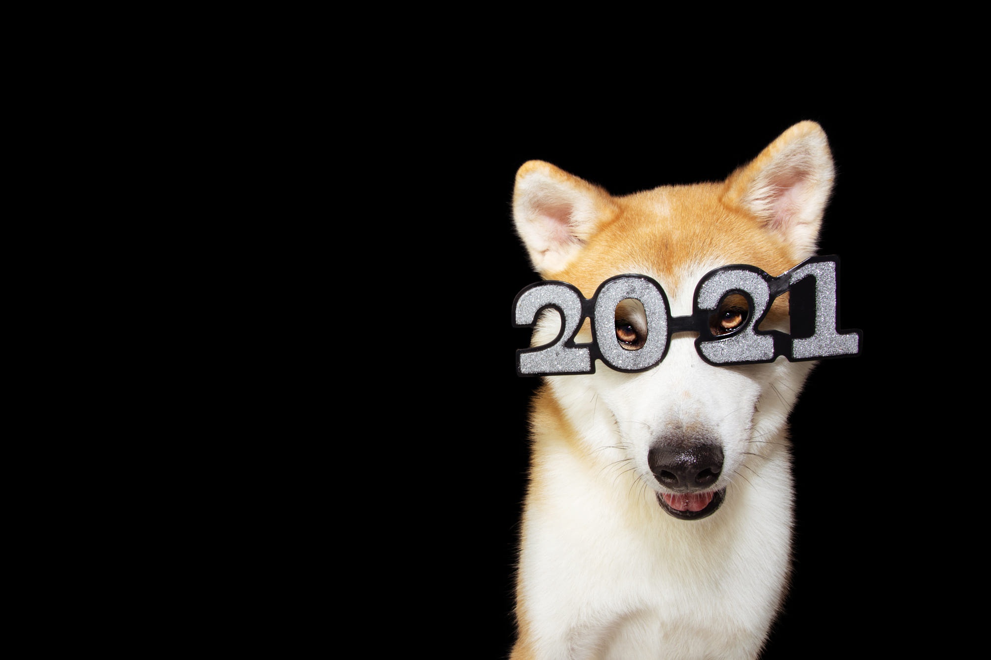 Christmas Dog Glasses New Year 2021 Number Shiba Inu 2000x1333