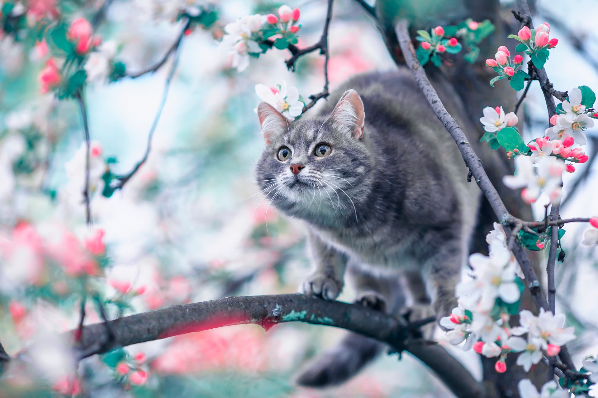 Blossom Cat Pet 1920x1280