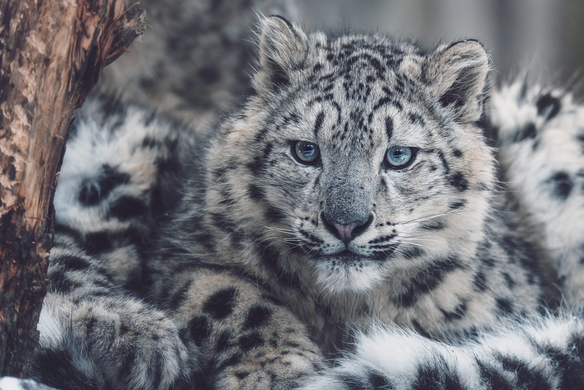 Big Cat Snow Leopard Wildlife Predator Animal 2000x1335