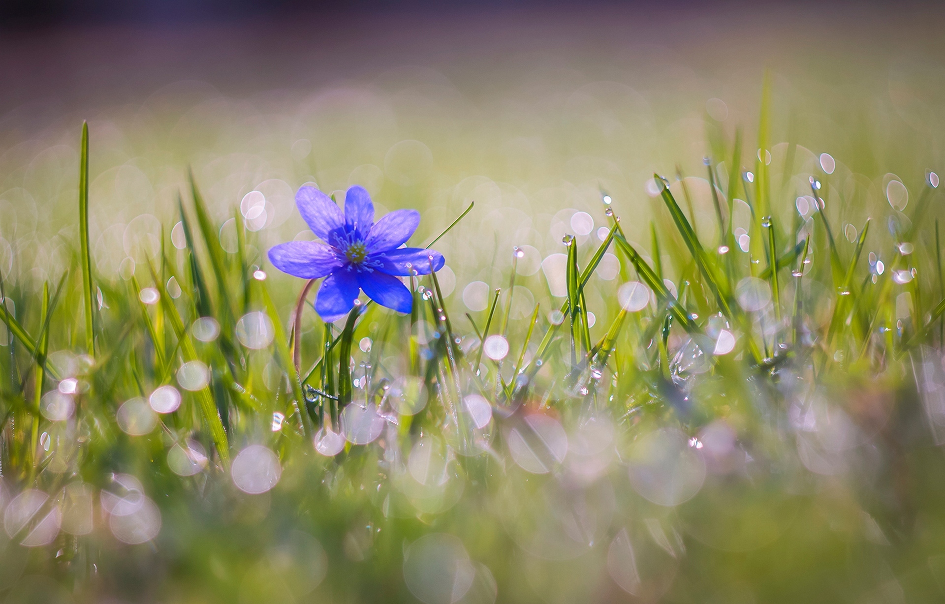 Blue Flower Bokeh Flower Grass Macro Nature 1920x1228