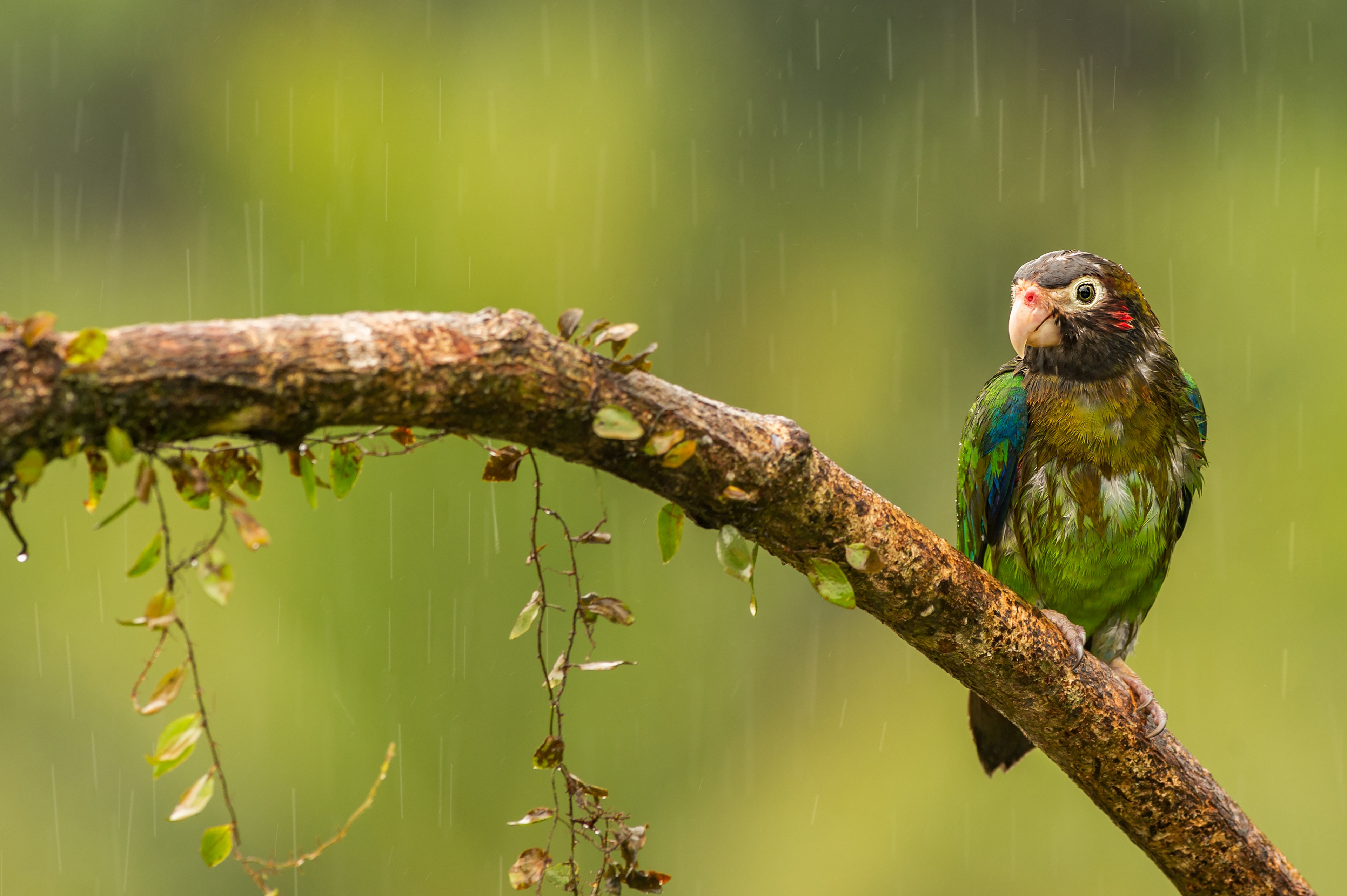 Bird Branch Brown Hooded Parrot Parrot Rain 3840x2556