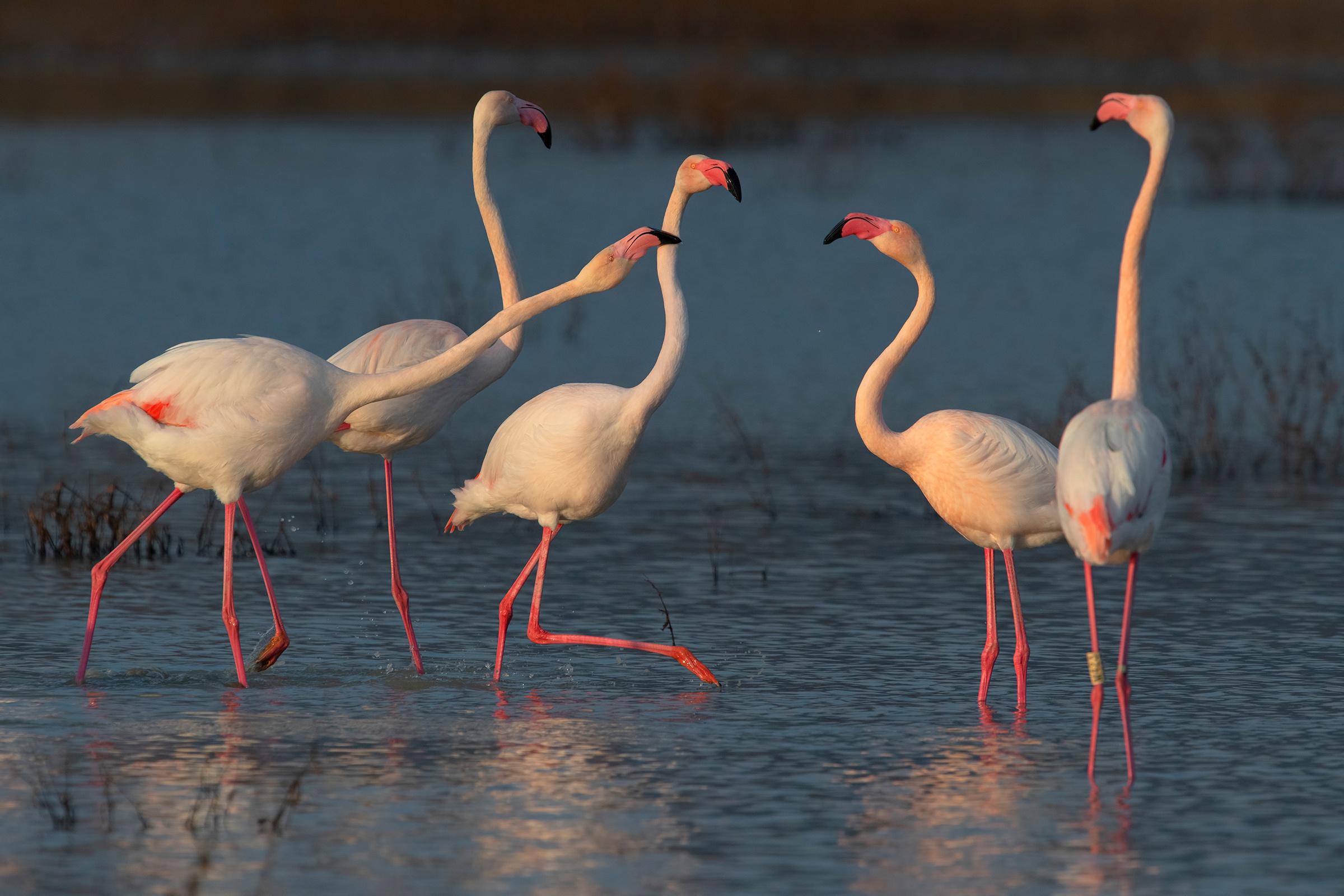 Bird Flamingo Wildlife 2400x1600