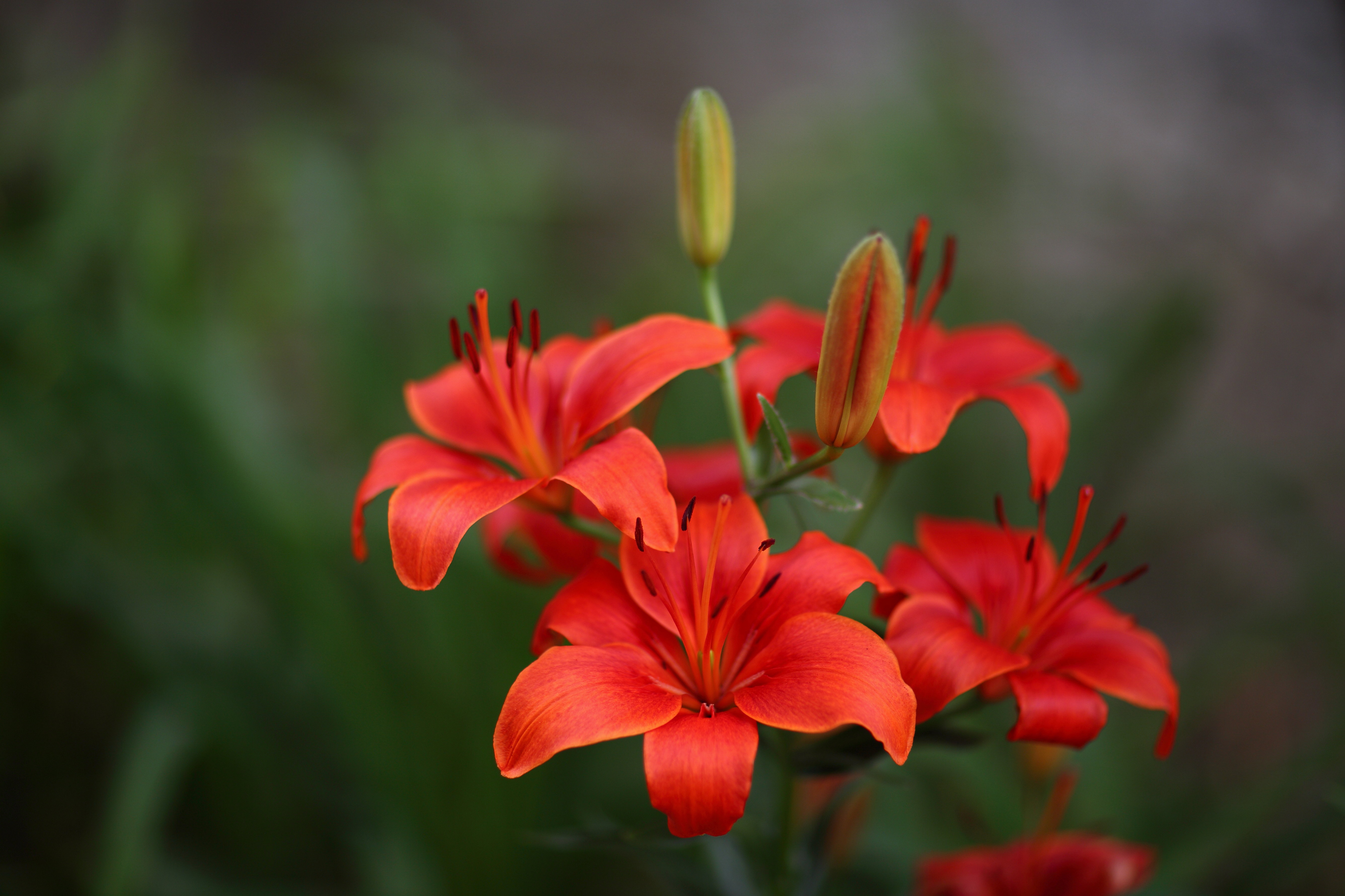Close Up Flower Lily Nature Red Flower 5346x3564